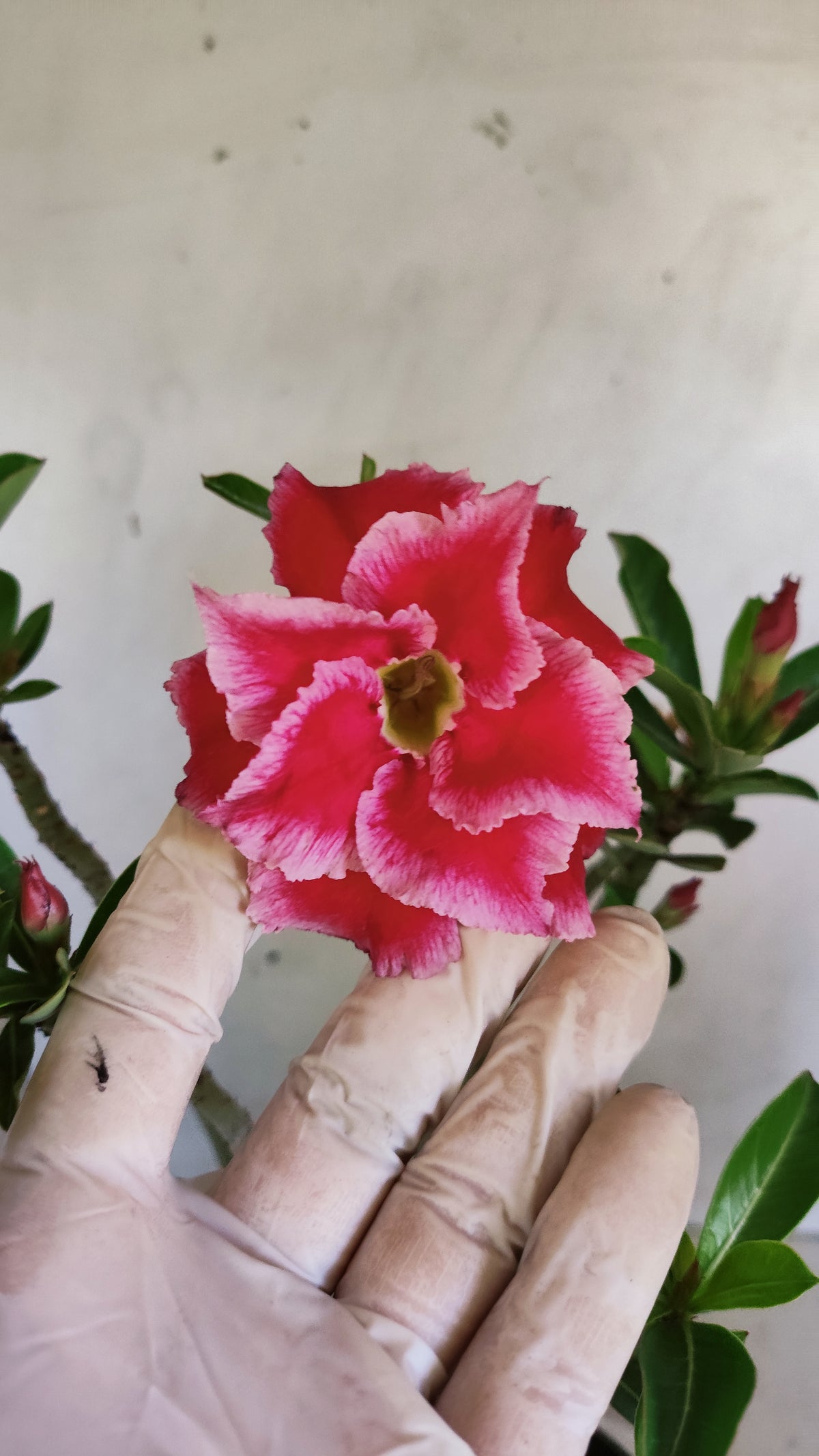 Planta Dobrada 4014 – 35cm – 03 anos - Vaso 15