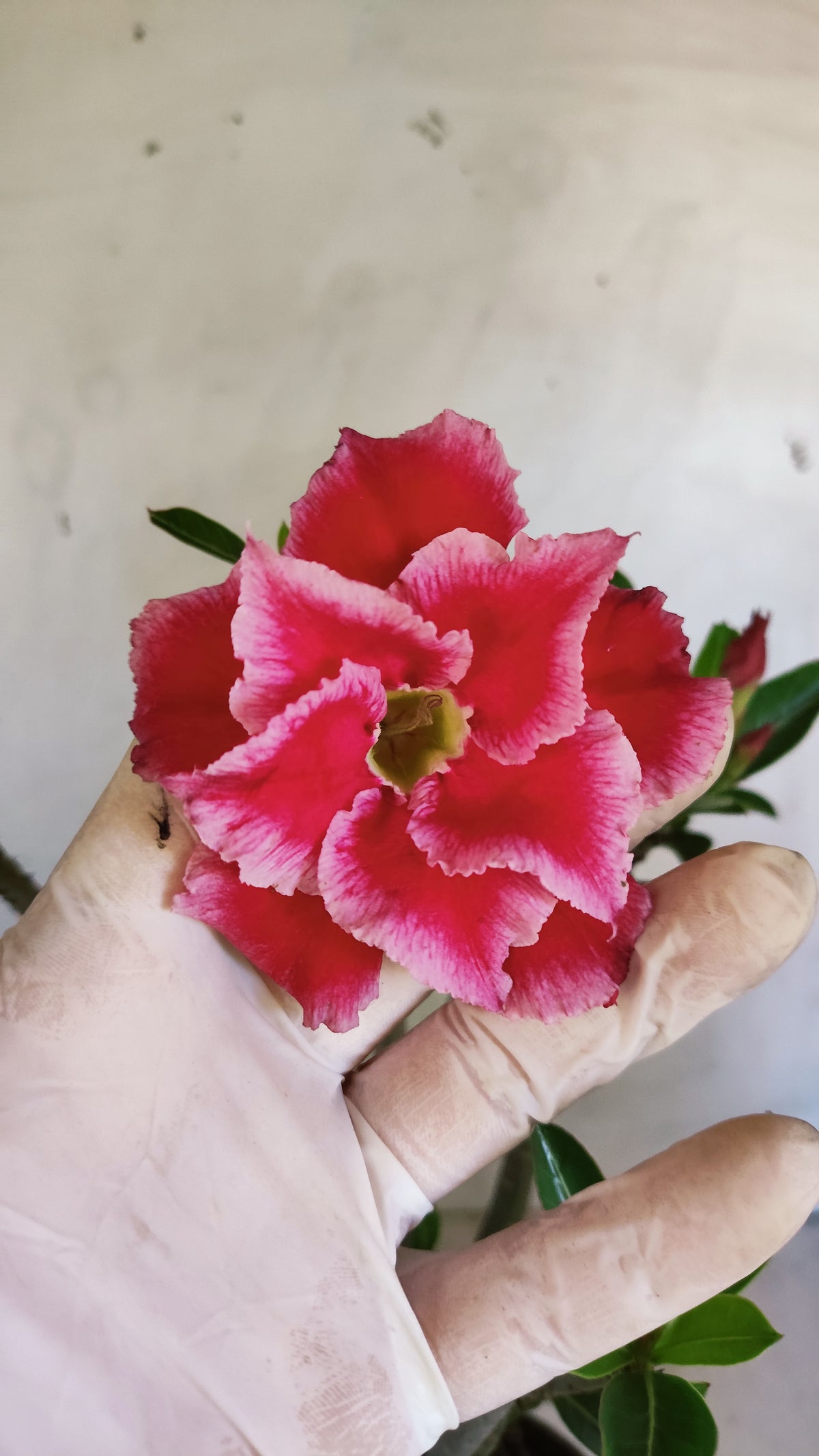 Planta Dobrada 4014 – 35cm – 03 anos - Vaso 15