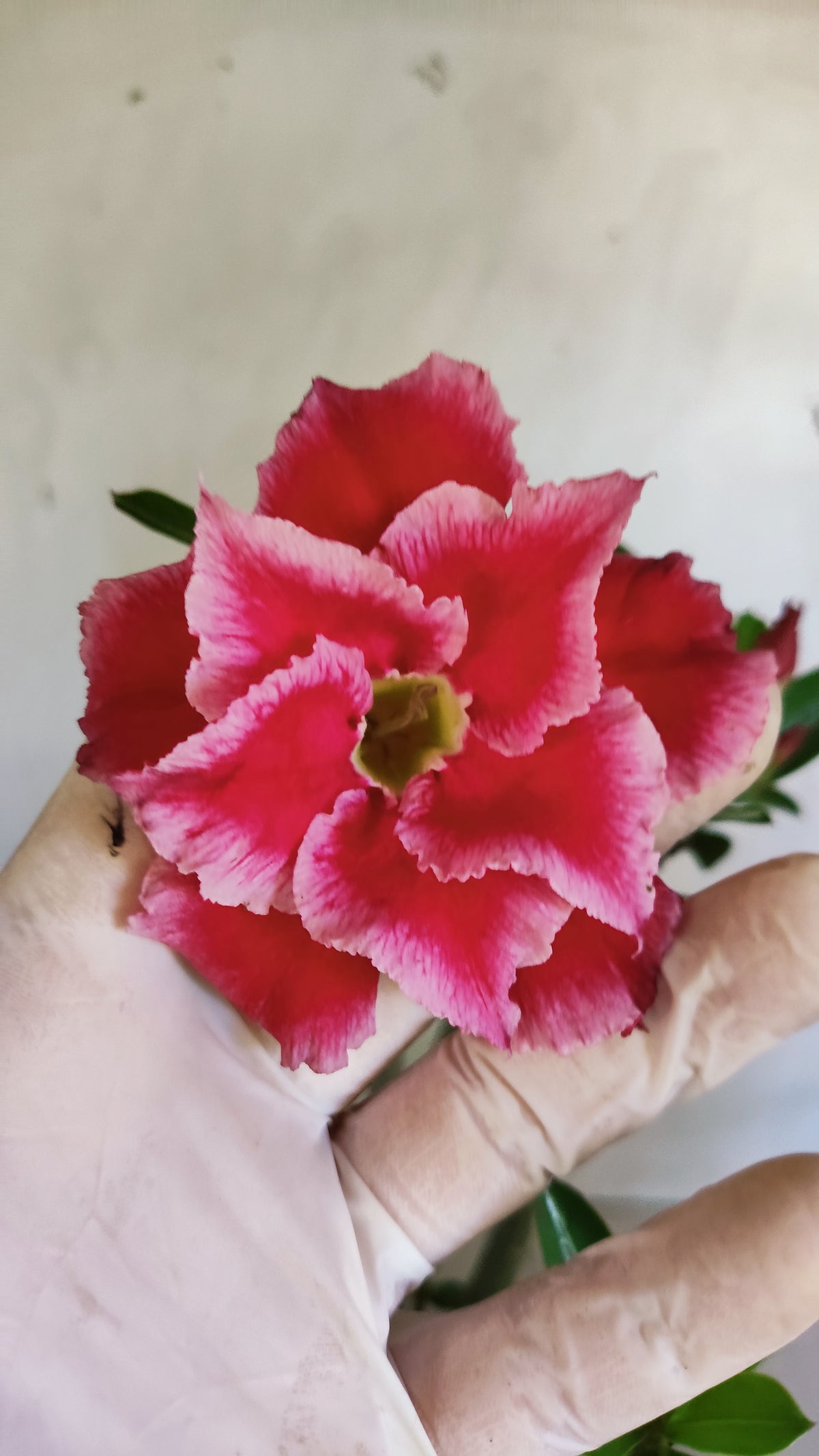 Planta Dobrada 4014 – 35cm – 03 anos - Vaso 15