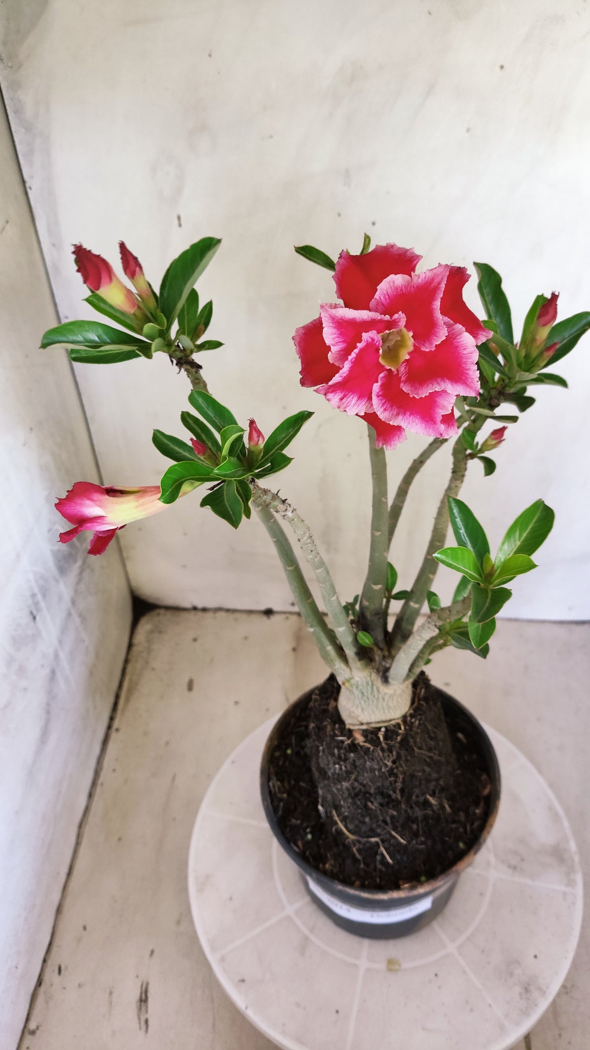 Planta Dobrada 4014 – 35cm – 03 anos - Vaso 15