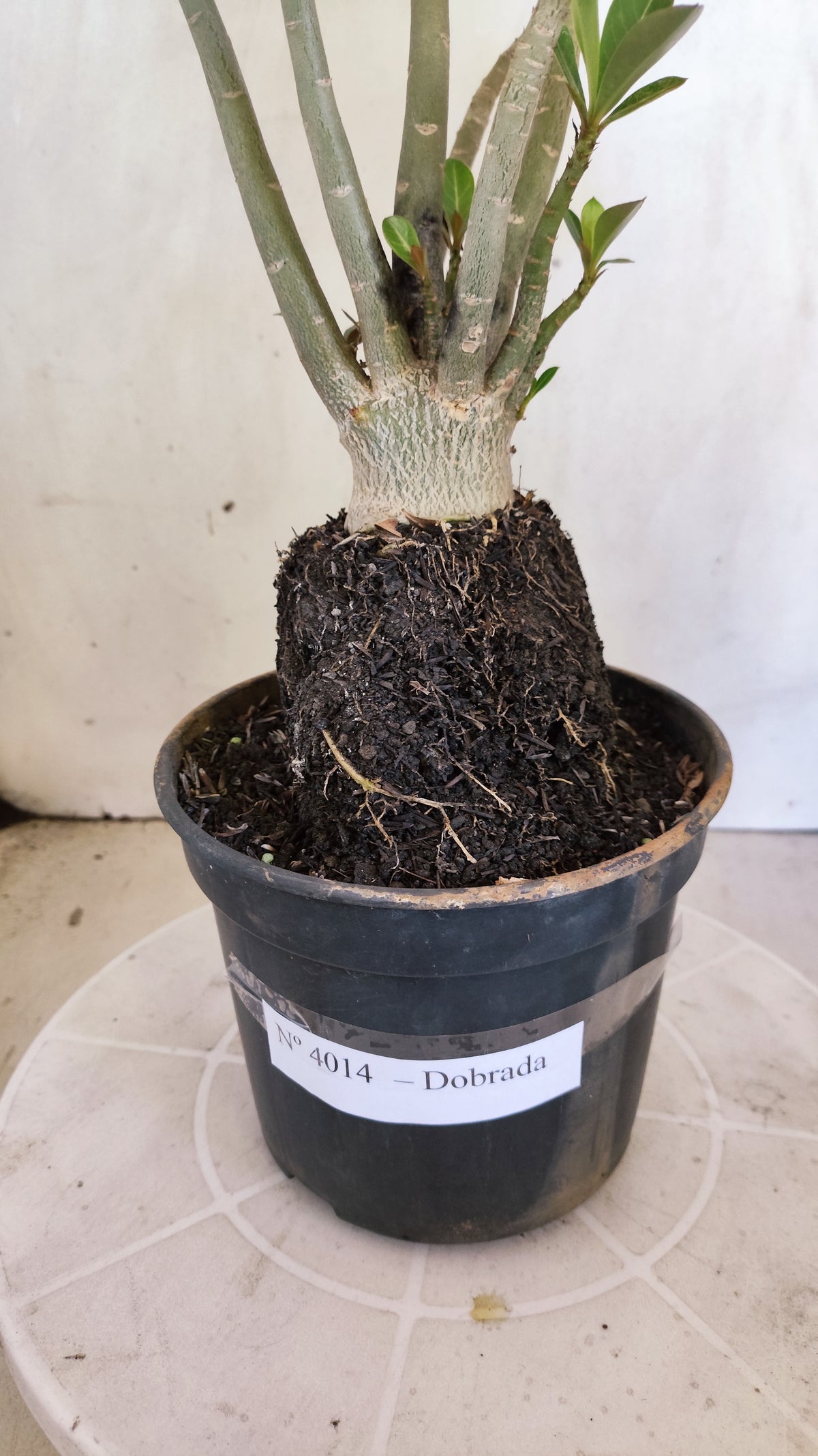 Planta Dobrada 4014 – 35cm – 03 anos - Vaso 15