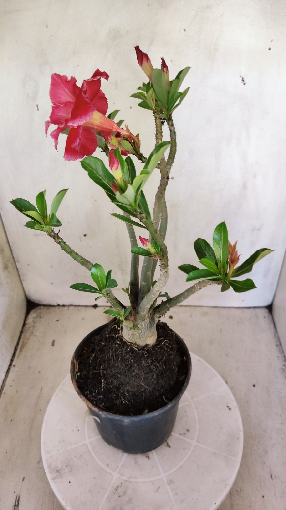 Planta Dobrada 4014 – 35cm – 03 anos - Vaso 15
