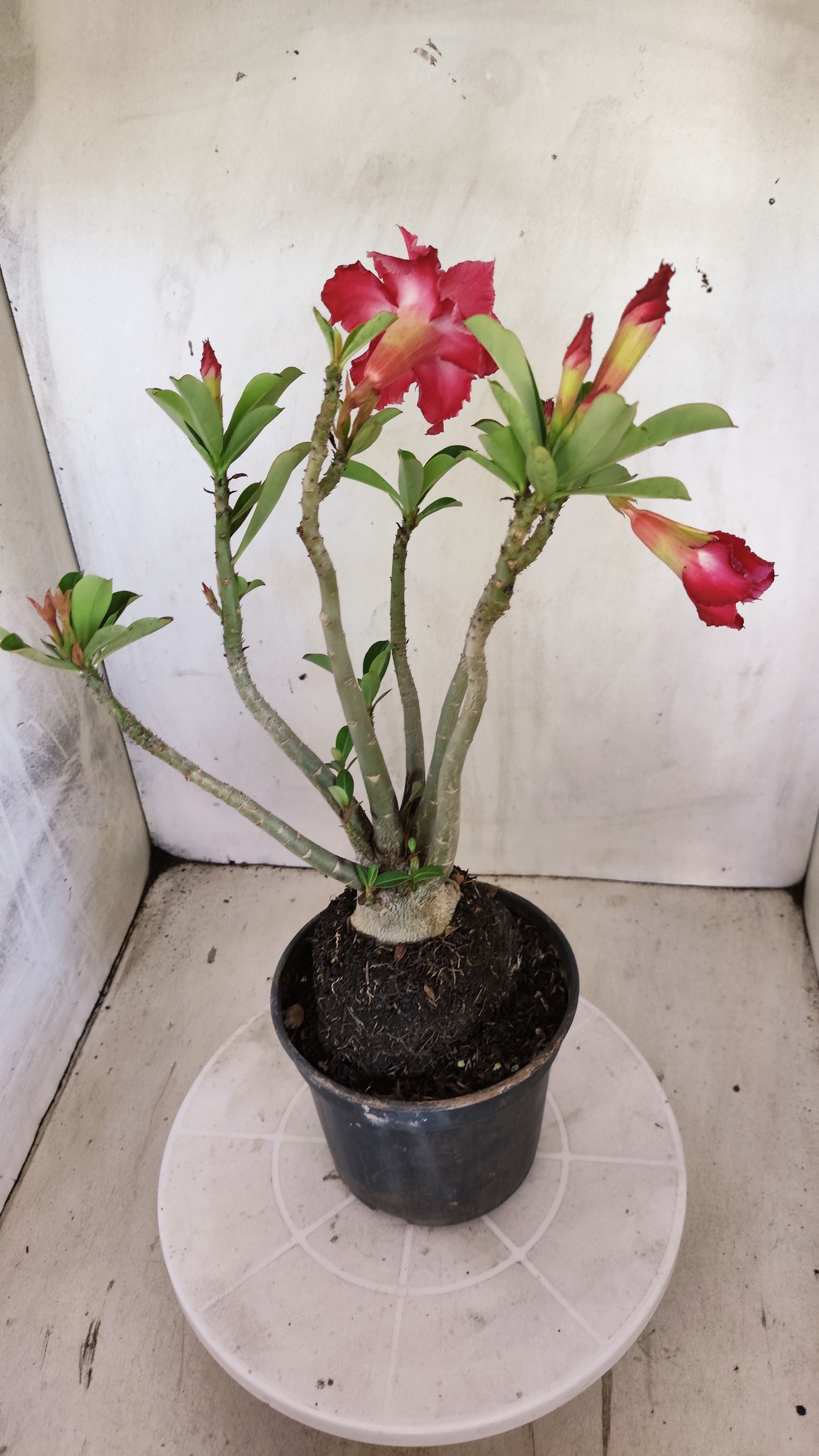 Planta Dobrada 4014 – 35cm – 03 anos - Vaso 15