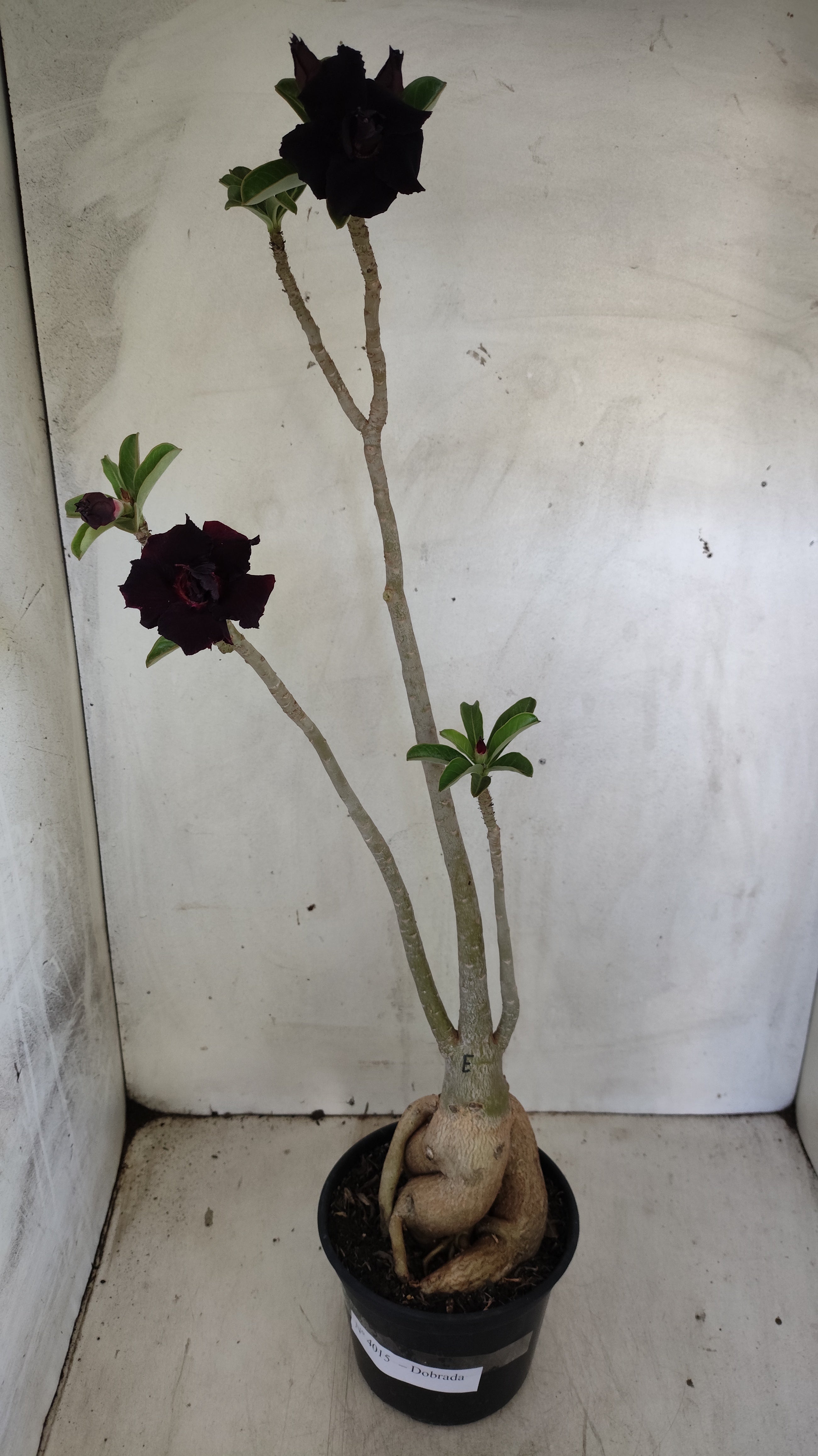 Planta Dobrada 4015 – 45cm – 04 anos - Vaso 15