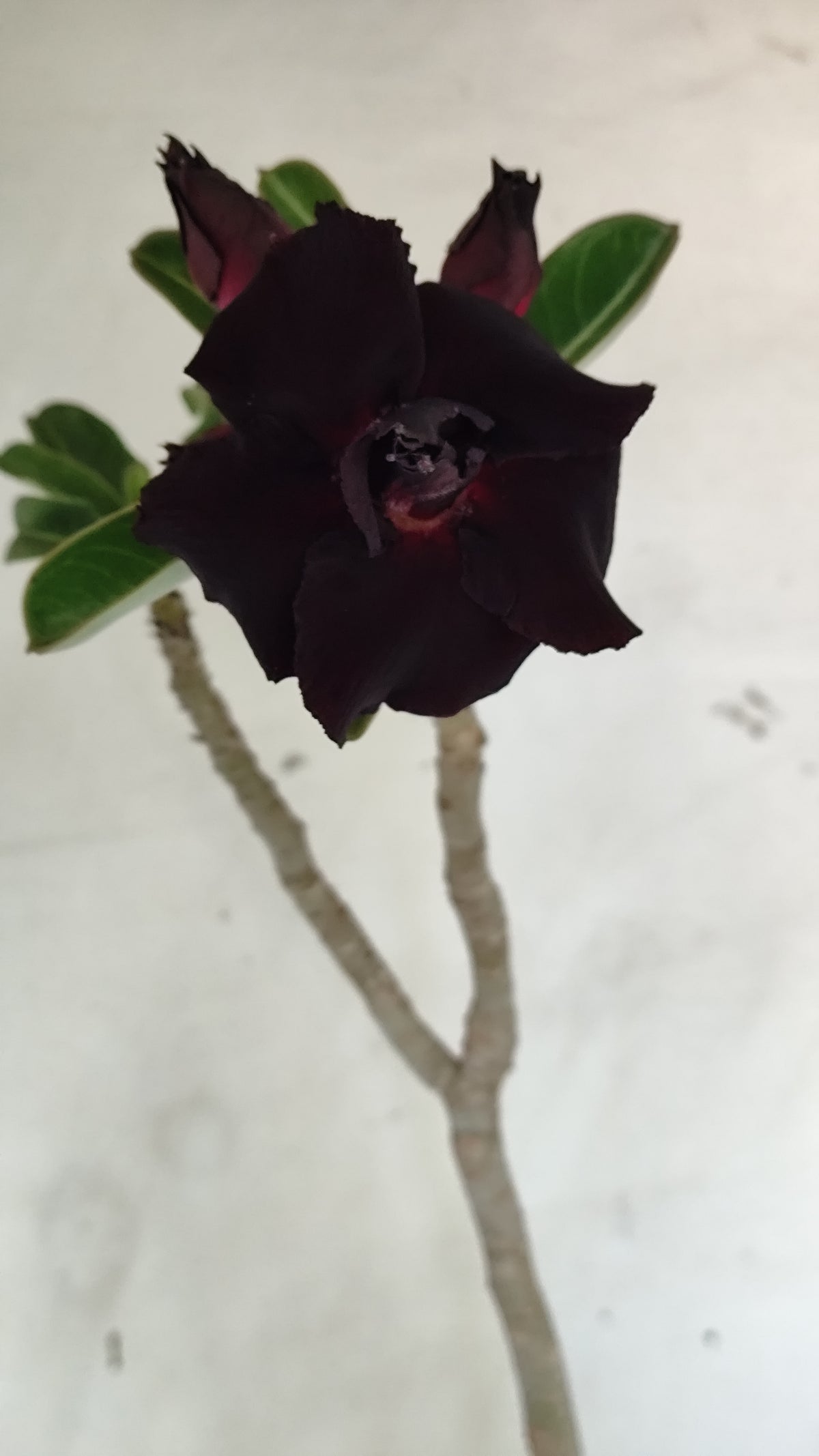Planta Dobrada 4015 – 45cm – 04 anos - Vaso 15