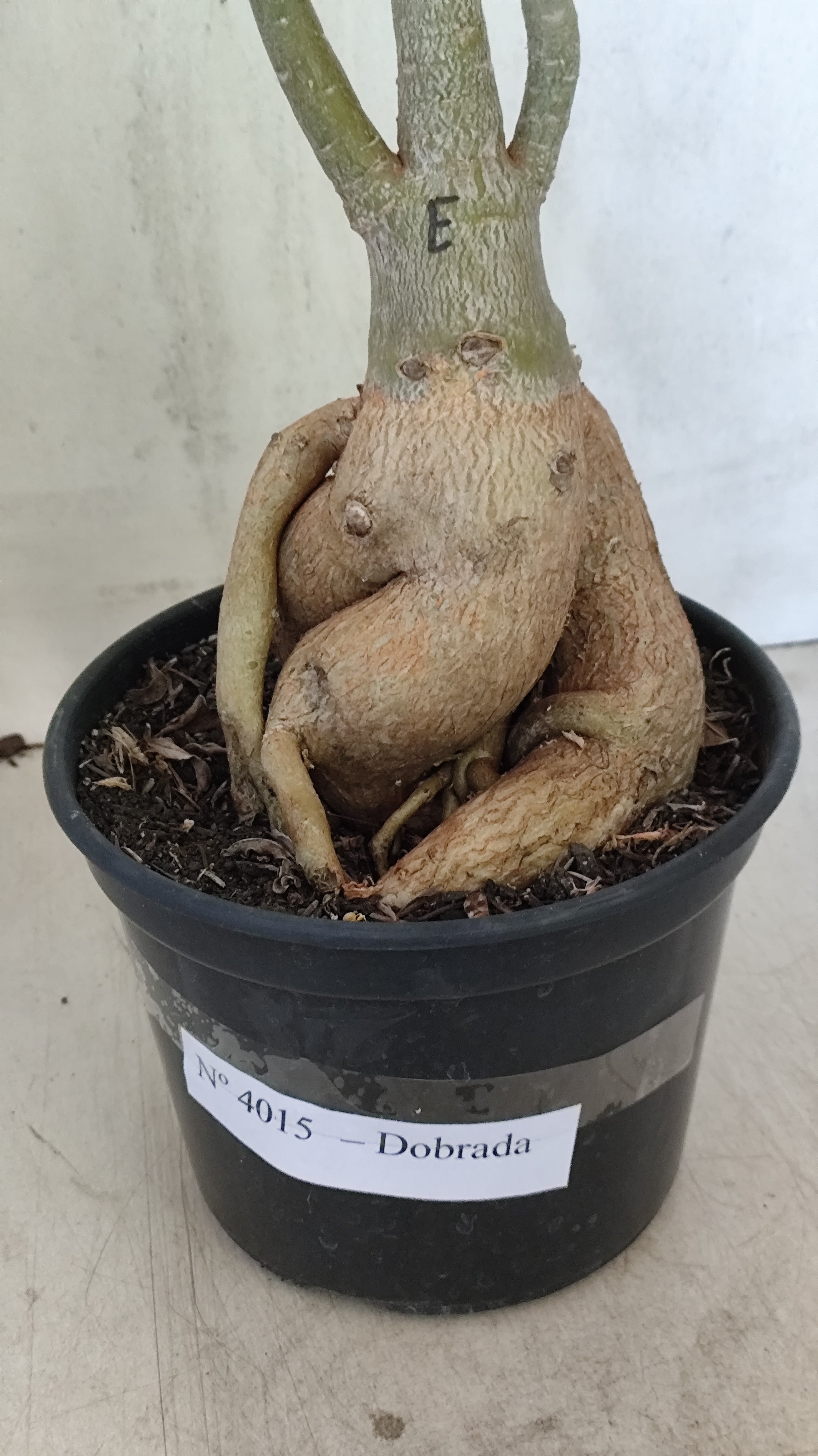 Planta Dobrada 4015 – 45cm – 04 anos - Vaso 15