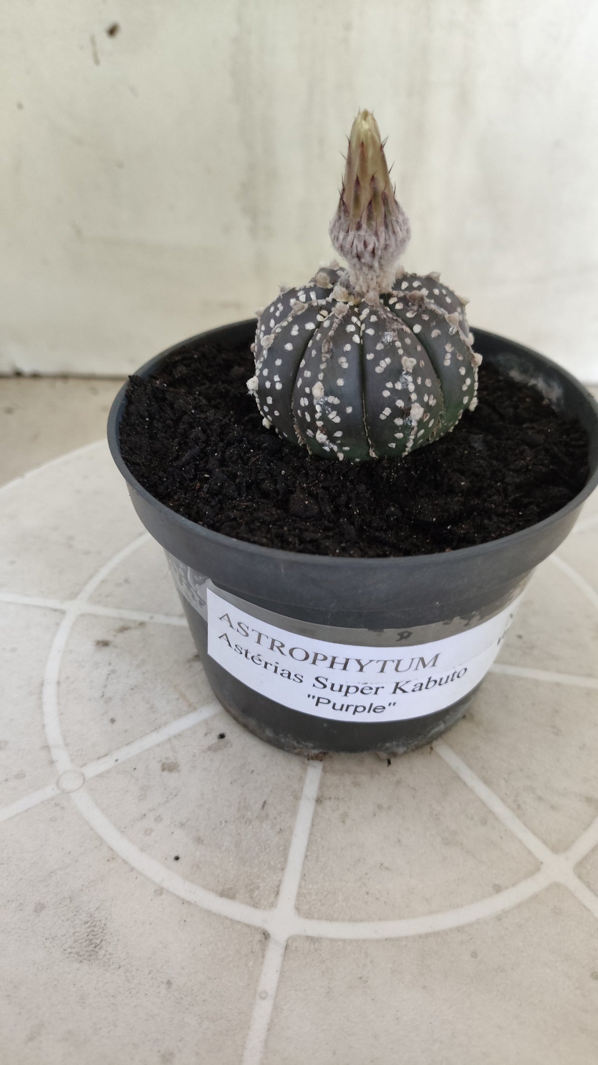 ASTROPHYTUM ASTERIAS SUPER KABUTO "Purple" Nº 1394 – vaso 11
