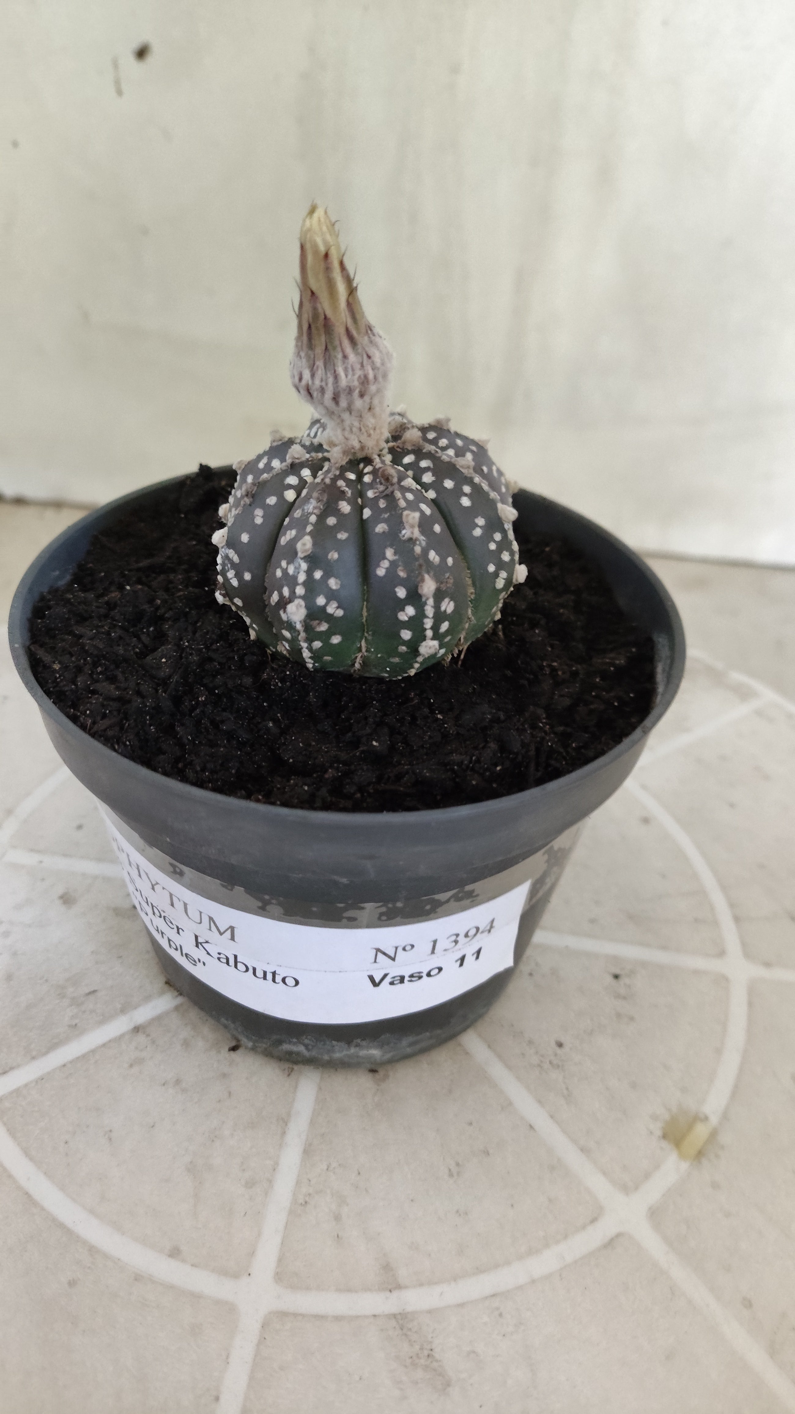 ASTROPHYTUM ASTERIAS SUPER KABUTO "Purple" Nº 1394 – vaso 11