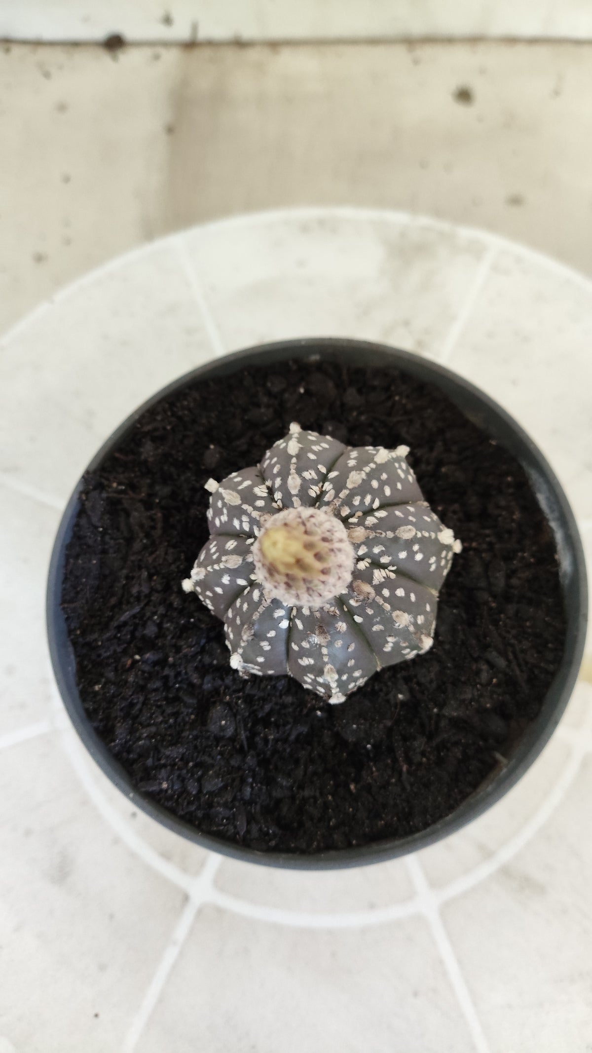 ASTROPHYTUM ASTERIAS SUPER KABUTO "Purple" Nº 1394 – vaso 11