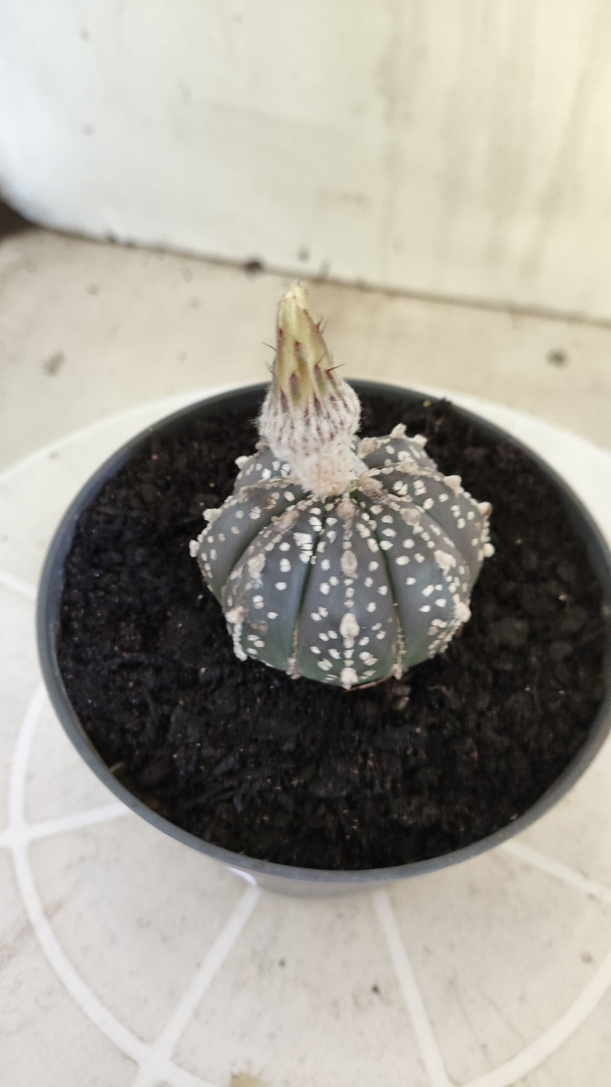 ASTROPHYTUM ASTERIAS SUPER KABUTO "Purple" Nº 1394 – vaso 11