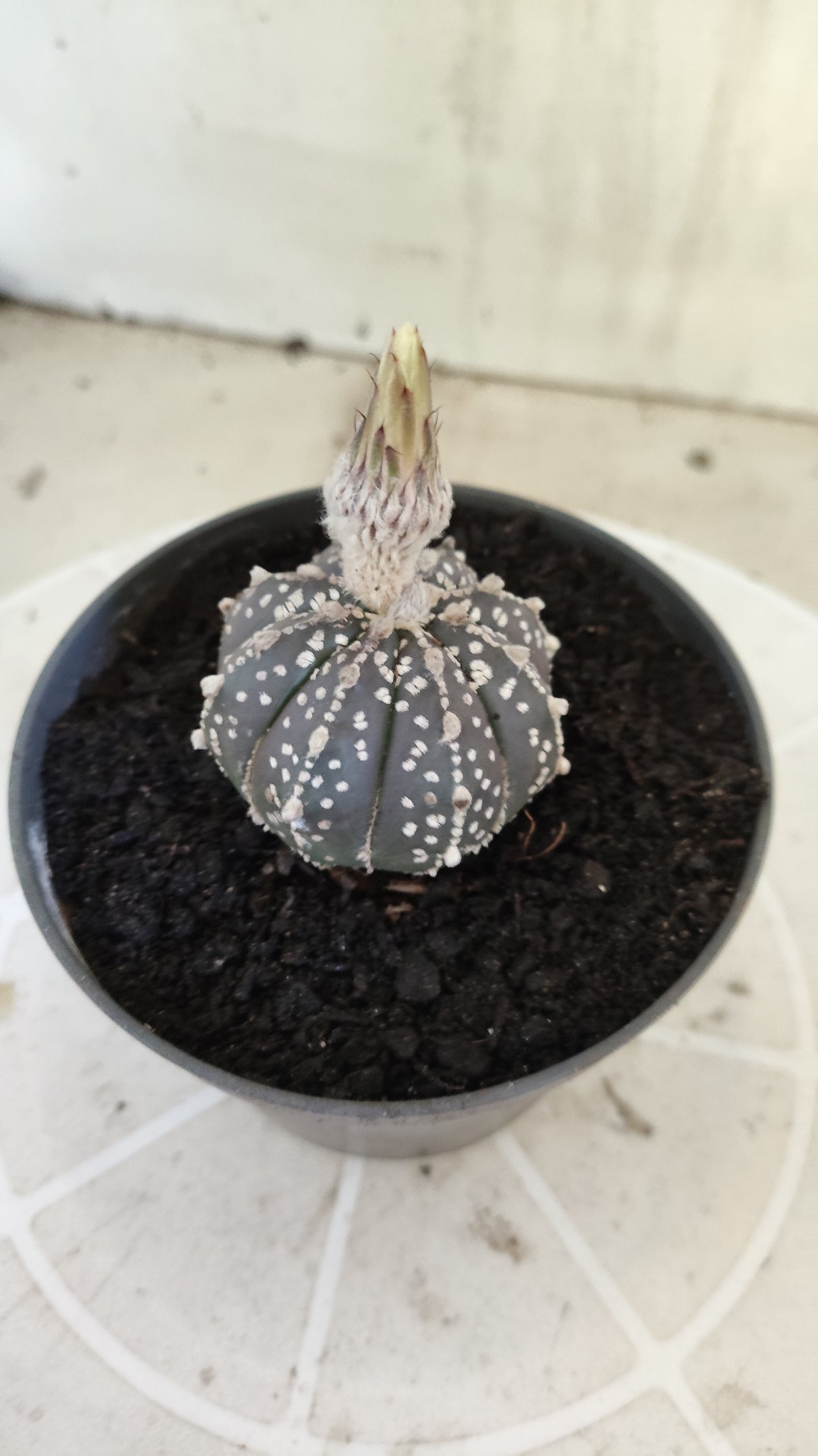 ASTROPHYTUM ASTERIAS SUPER KABUTO "Purple" Nº 1394 – vaso 11