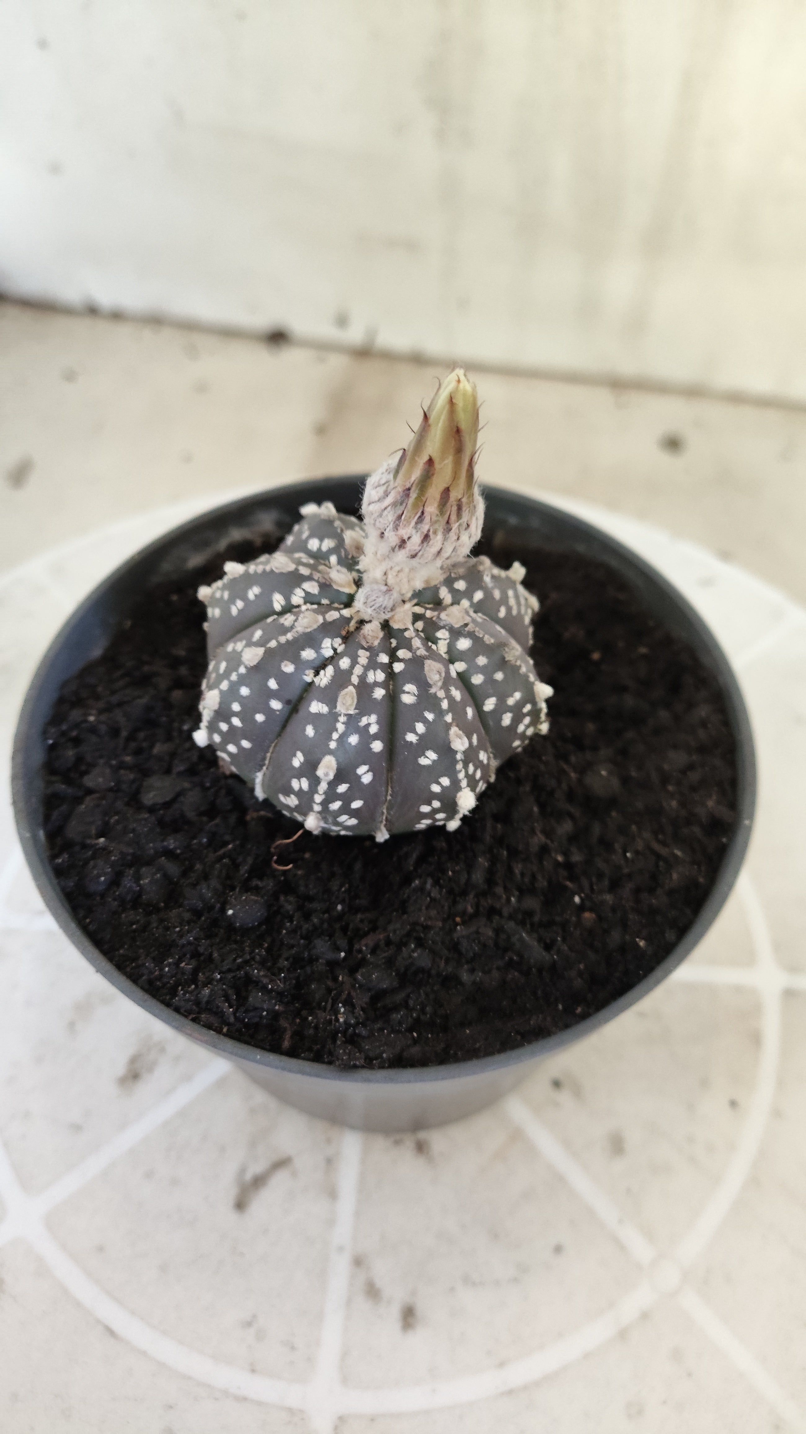 ASTROPHYTUM ASTERIAS SUPER KABUTO "Purple" Nº 1394 – vaso 11