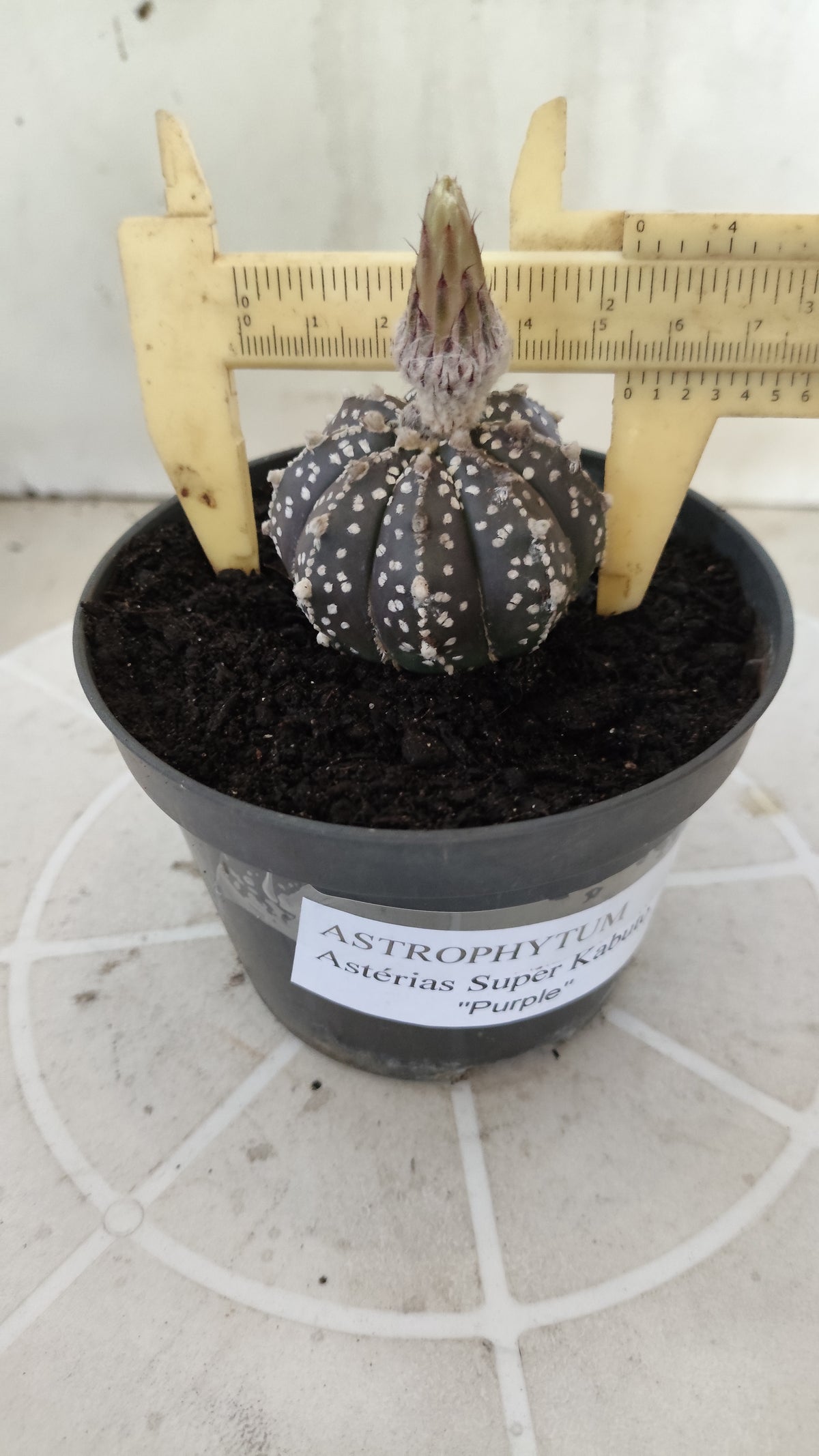 ASTROPHYTUM ASTERIAS SUPER KABUTO "Purple" Nº 1394 – vaso 11