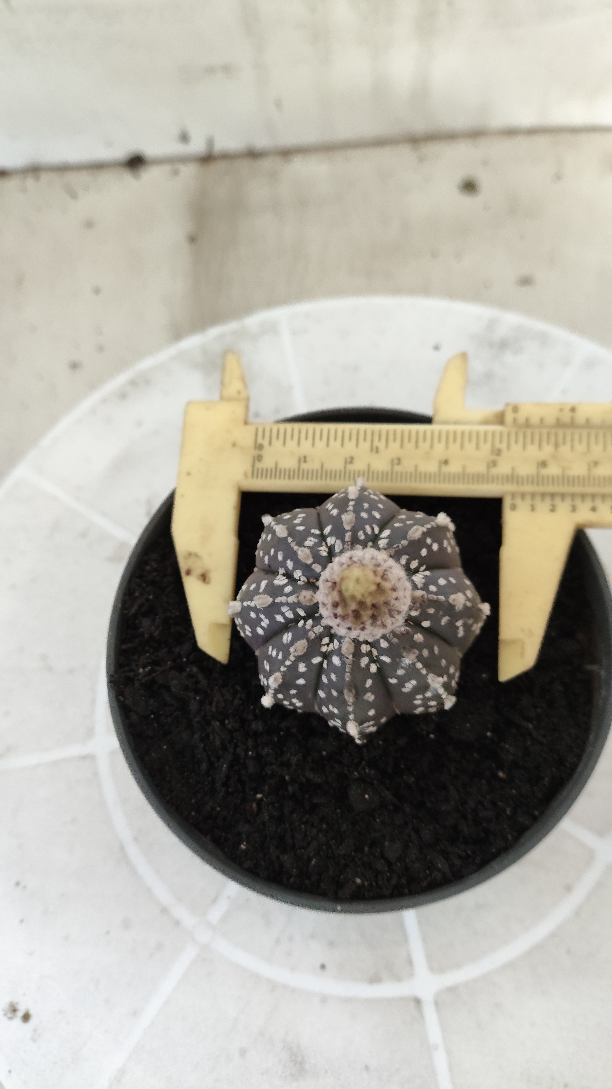 ASTROPHYTUM ASTERIAS SUPER KABUTO "Purple" Nº 1394 – vaso 11