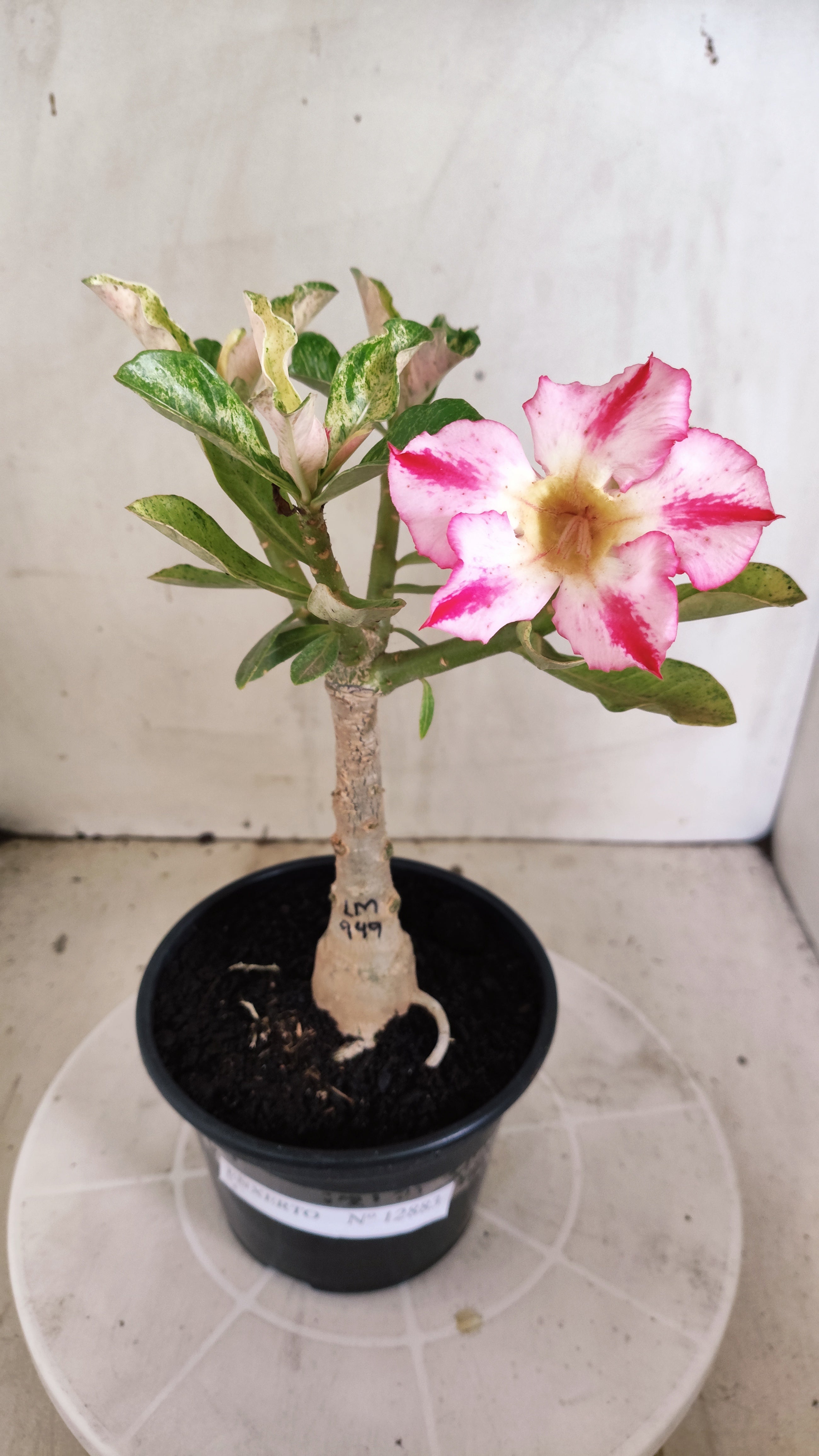 ENXERTO 12873 – 25cm (cor LM 949) VARIEGATA