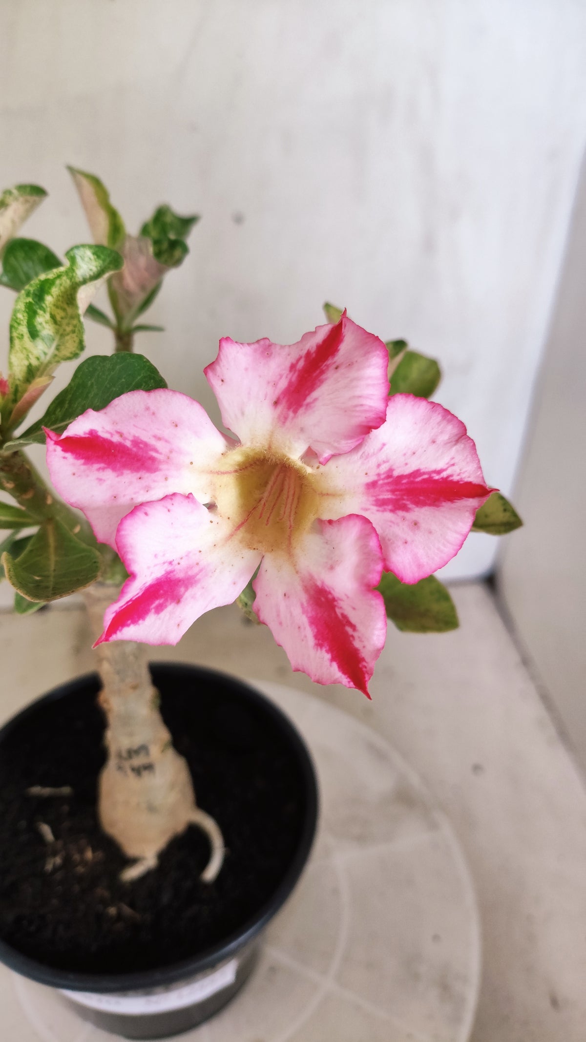 ENXERTO 12873 – 25cm (cor LM 949) VARIEGATA