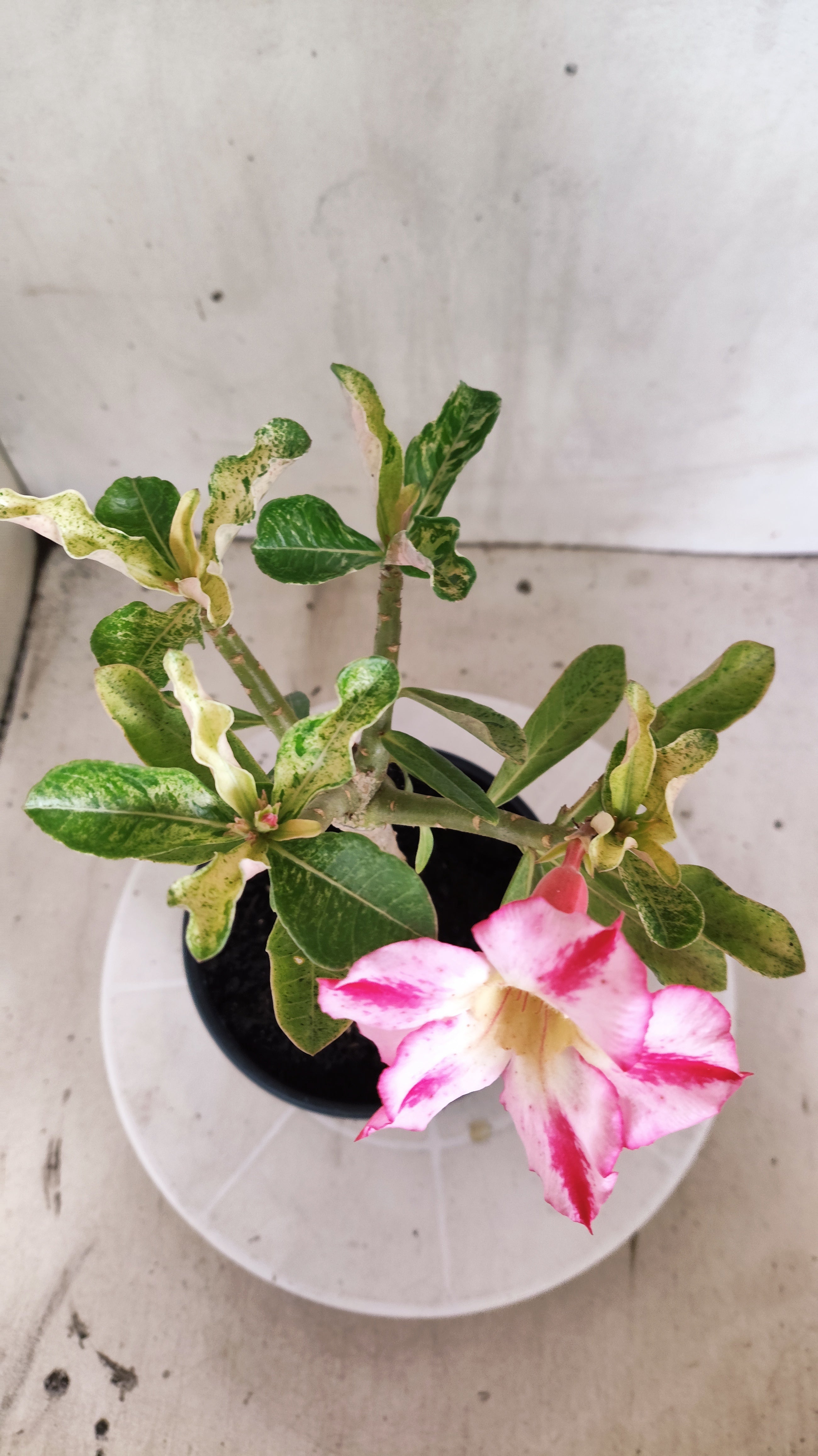 ENXERTO 12873 – 25cm (cor LM 949) VARIEGATA