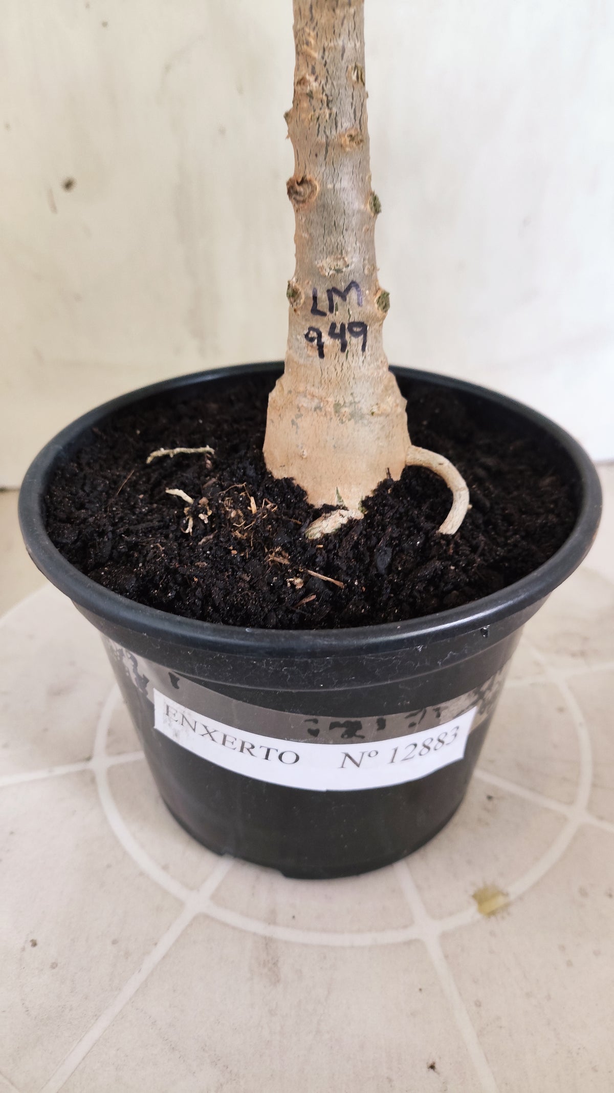 ENXERTO 12873 – 25cm (cor LM 949) VARIEGATA