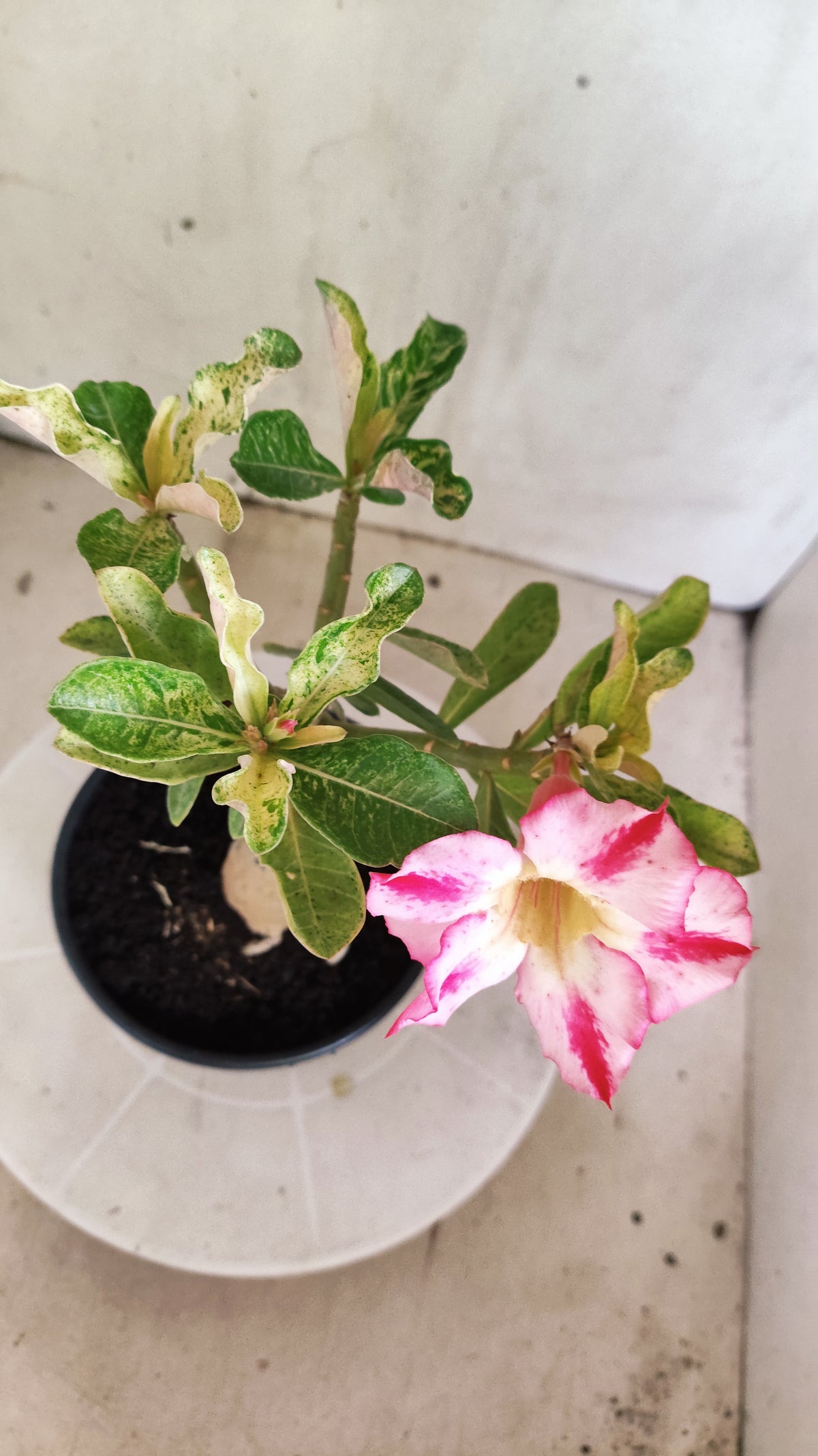 ENXERTO 12873 – 25cm (cor LM 949) VARIEGATA