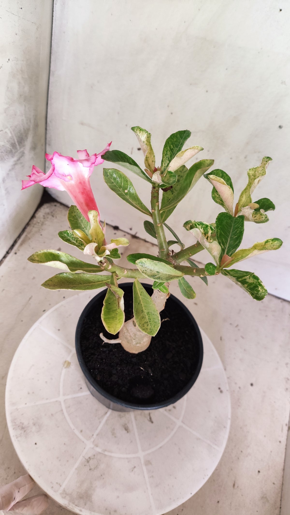 ENXERTO 12873 – 25cm (cor LM 949) VARIEGATA