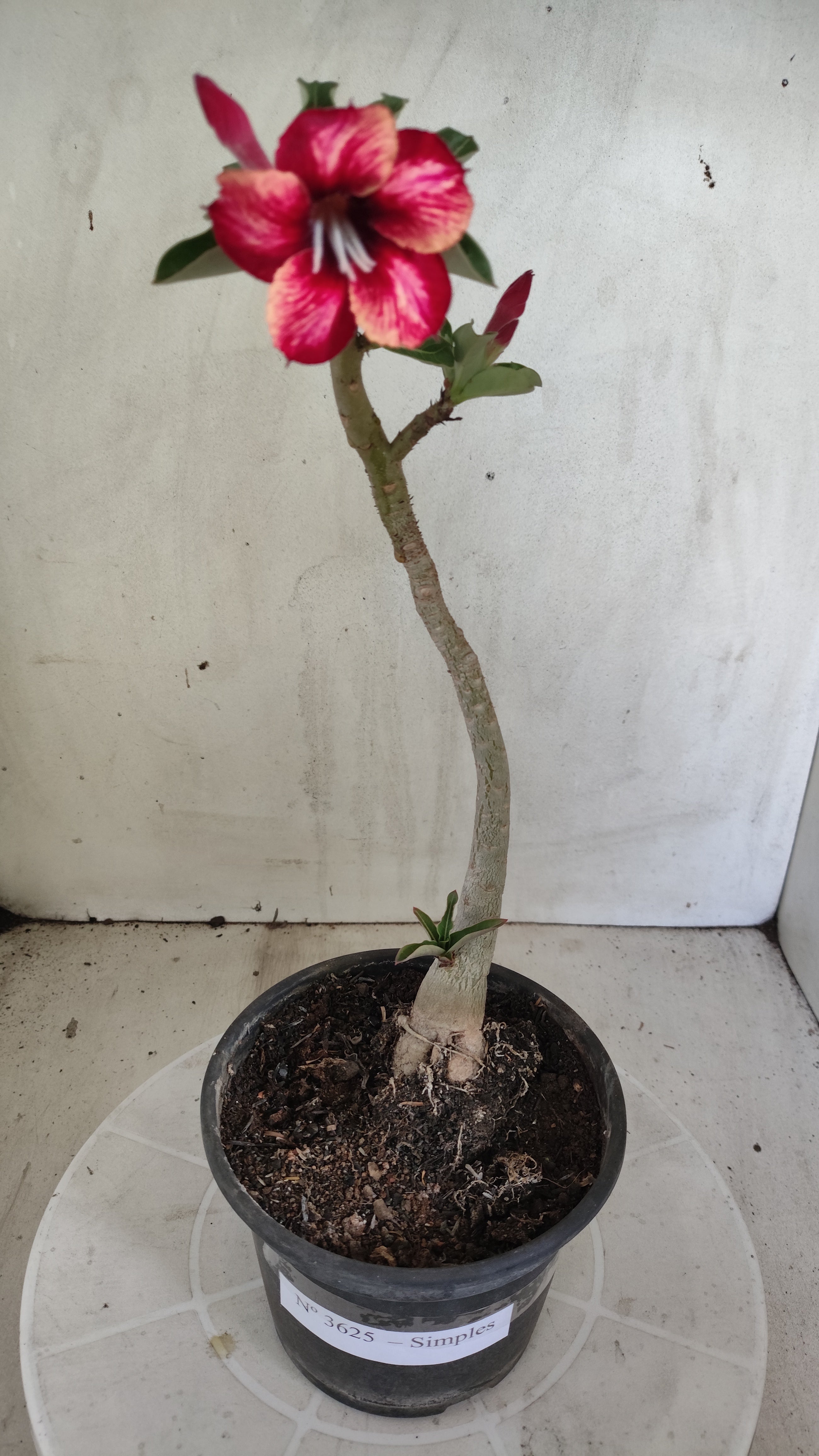 Planta Simples 3625 – 30cm – 01 ano - vaso 15