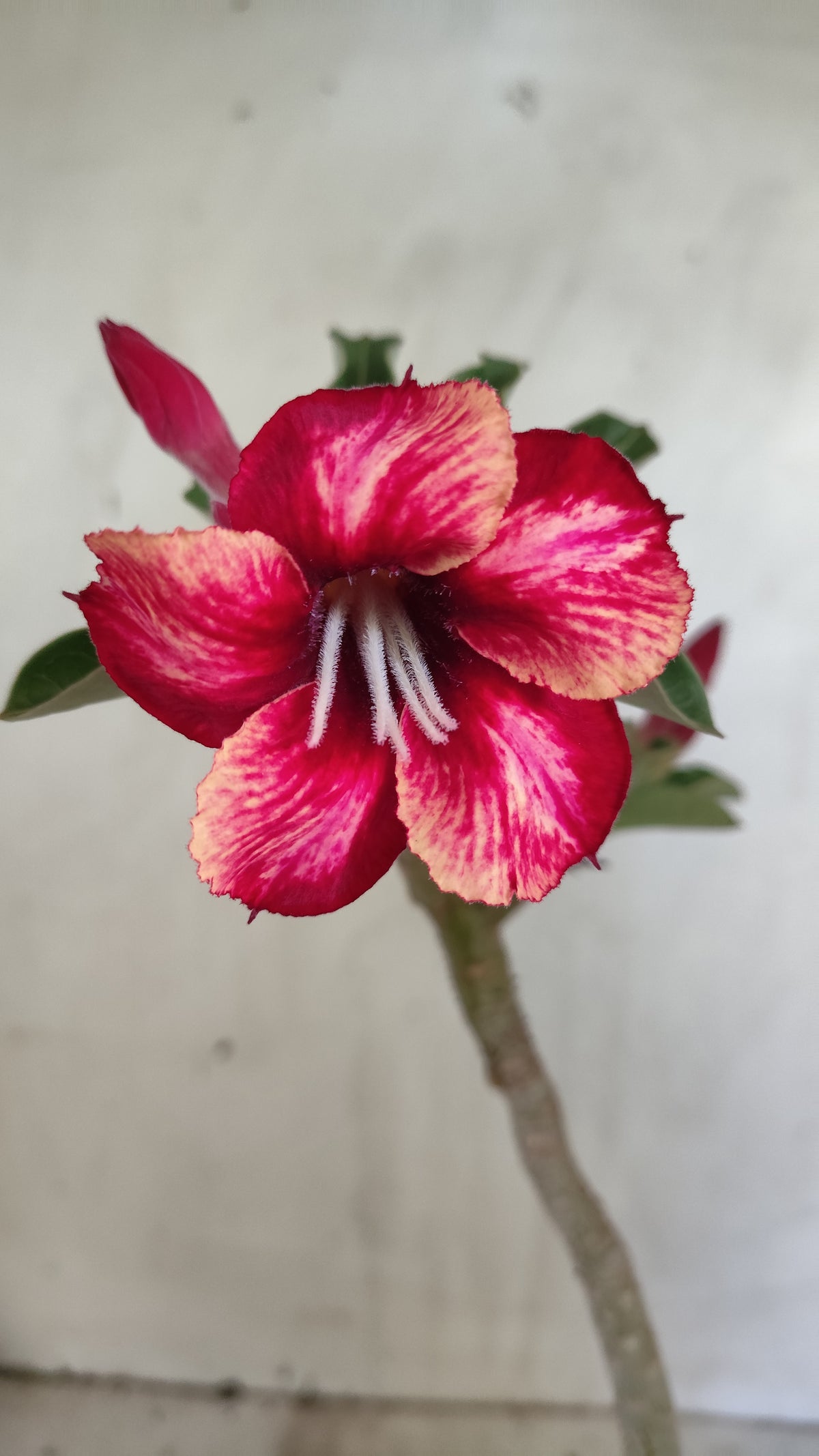 Planta Simples 3625 – 30cm – 01 ano - vaso 15