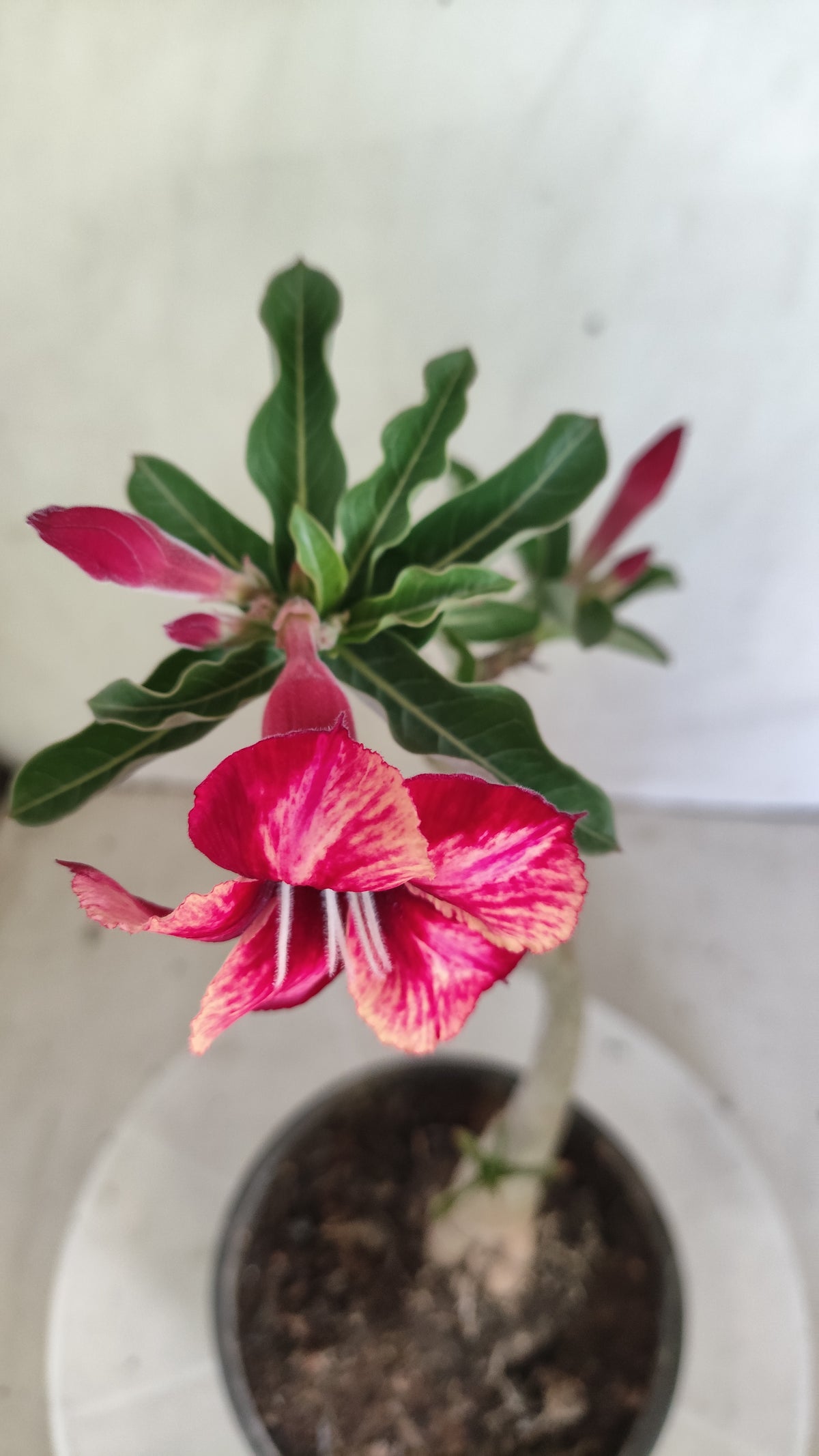 Planta Simples 3625 – 30cm – 01 ano - vaso 15