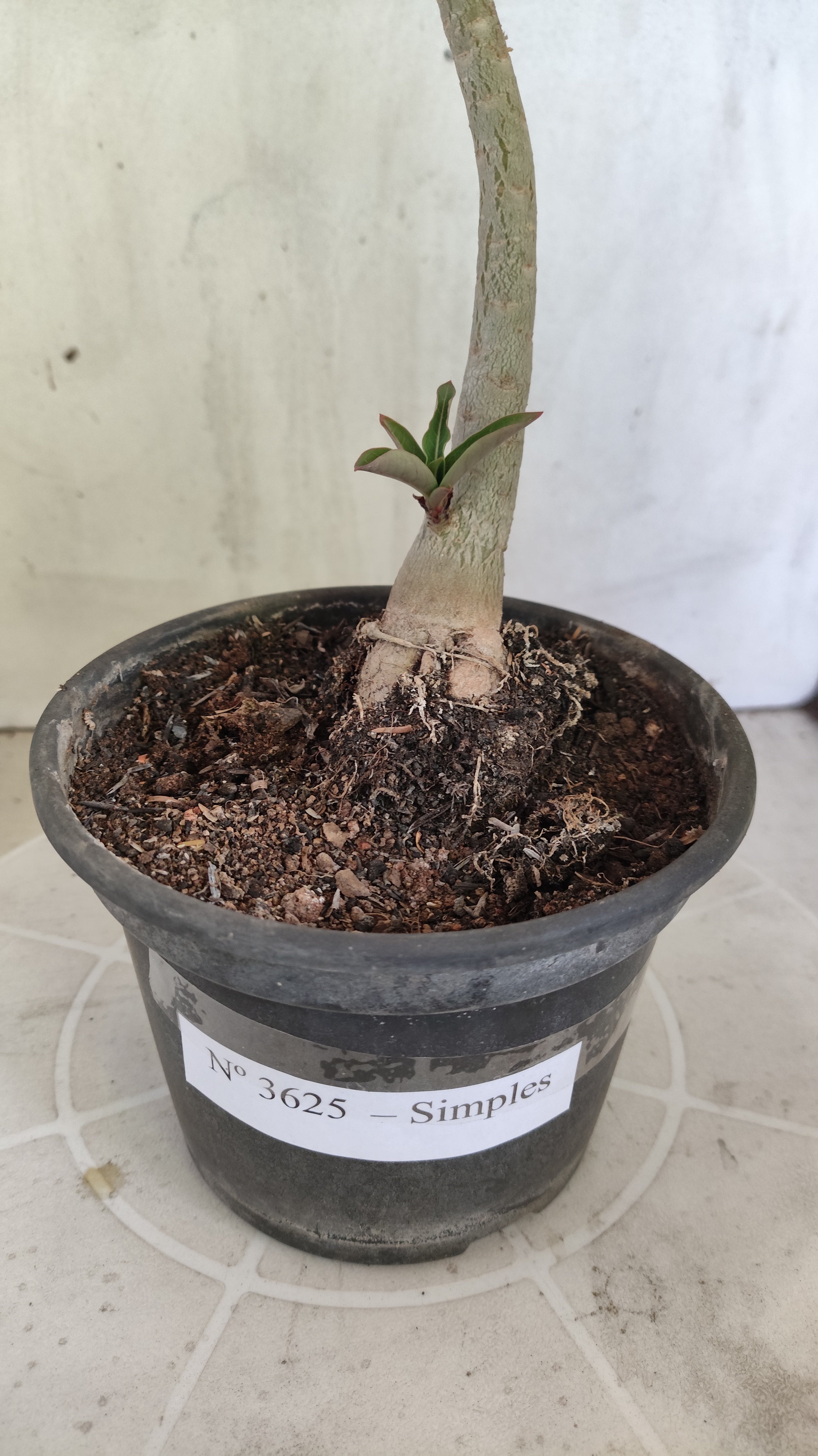 Planta Simples 3625 – 30cm – 01 ano - vaso 15