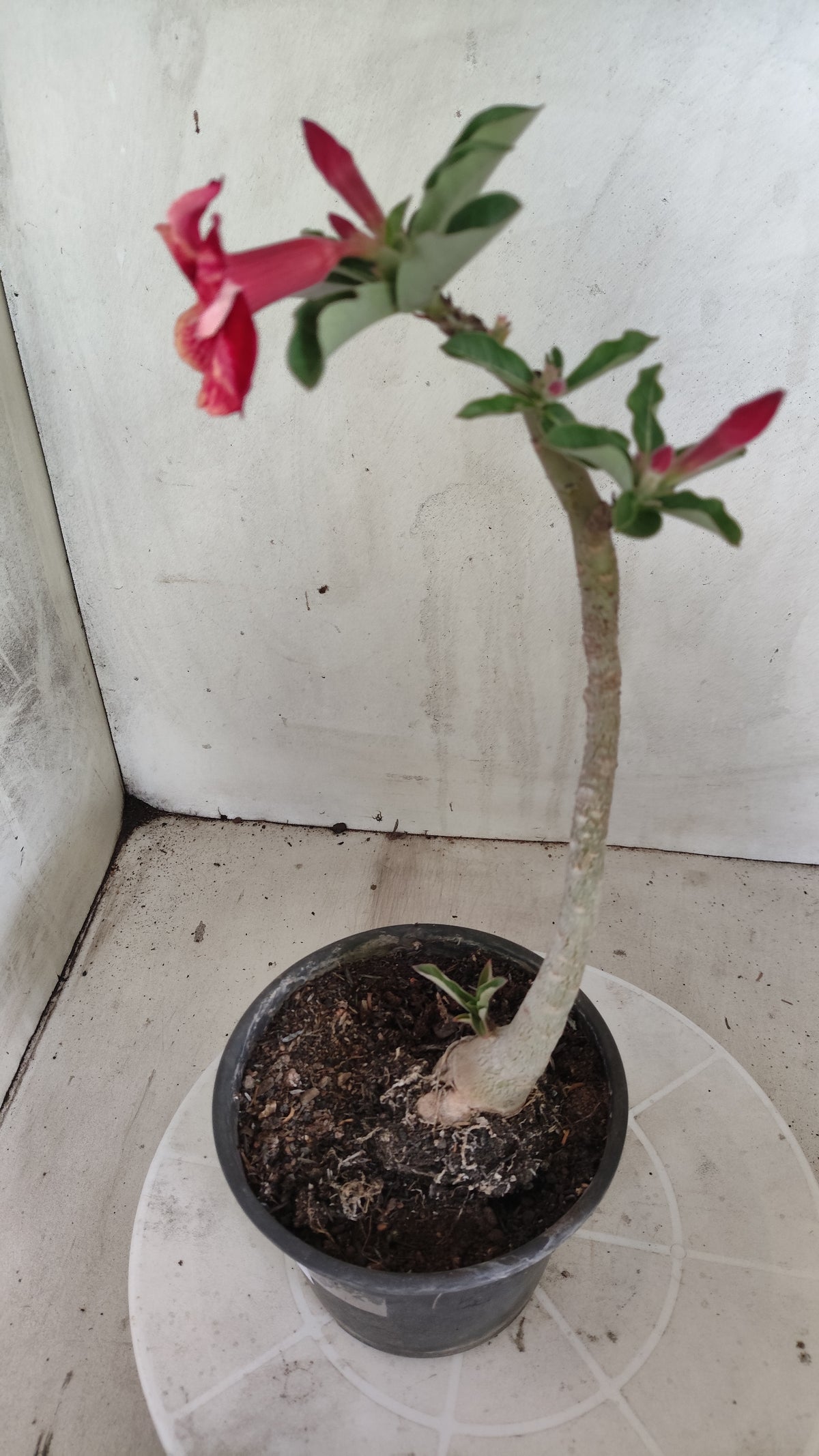 Planta Simples 3625 – 30cm – 01 ano - vaso 15