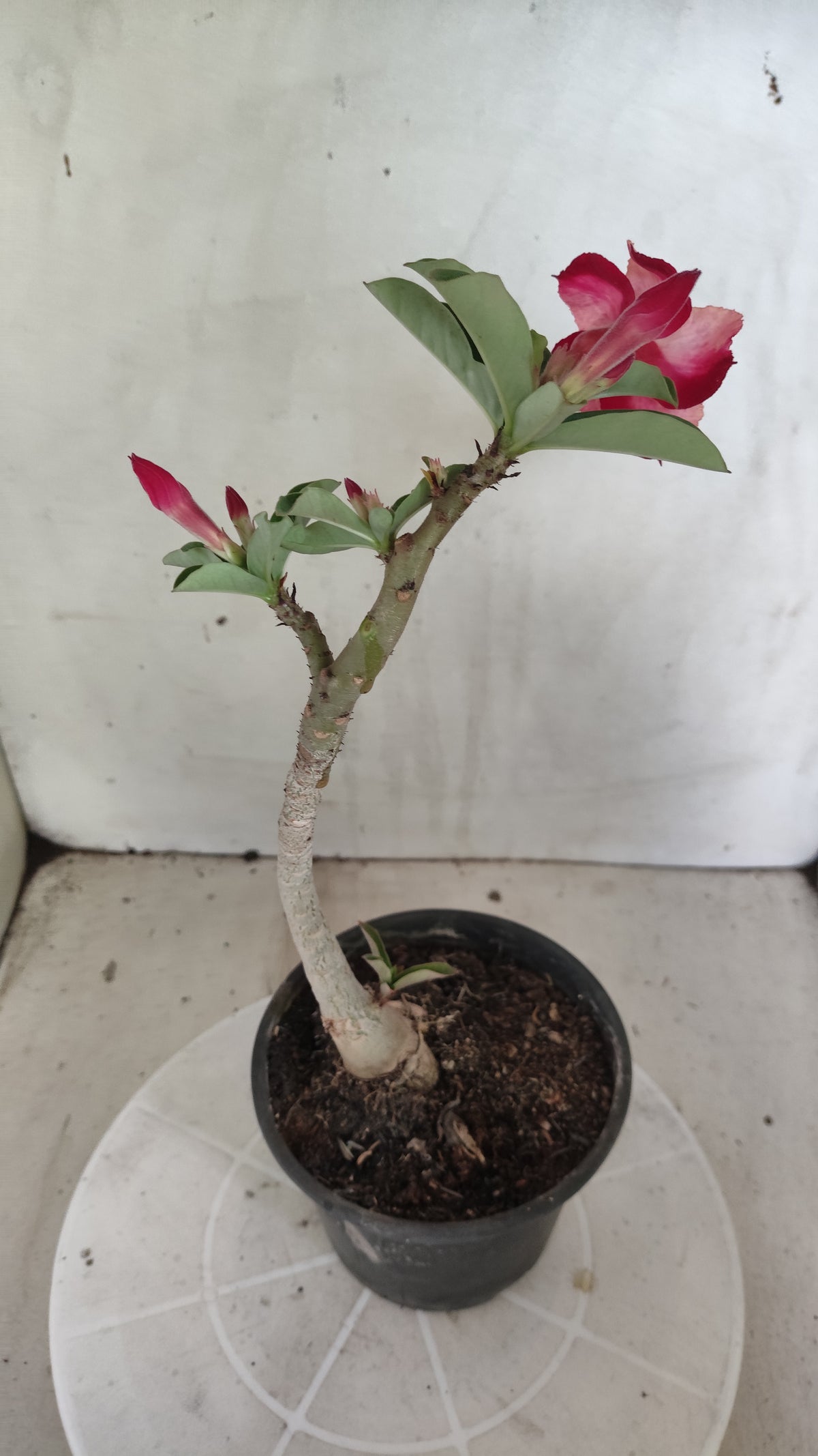 Planta Simples 3625 – 30cm – 01 ano - vaso 15