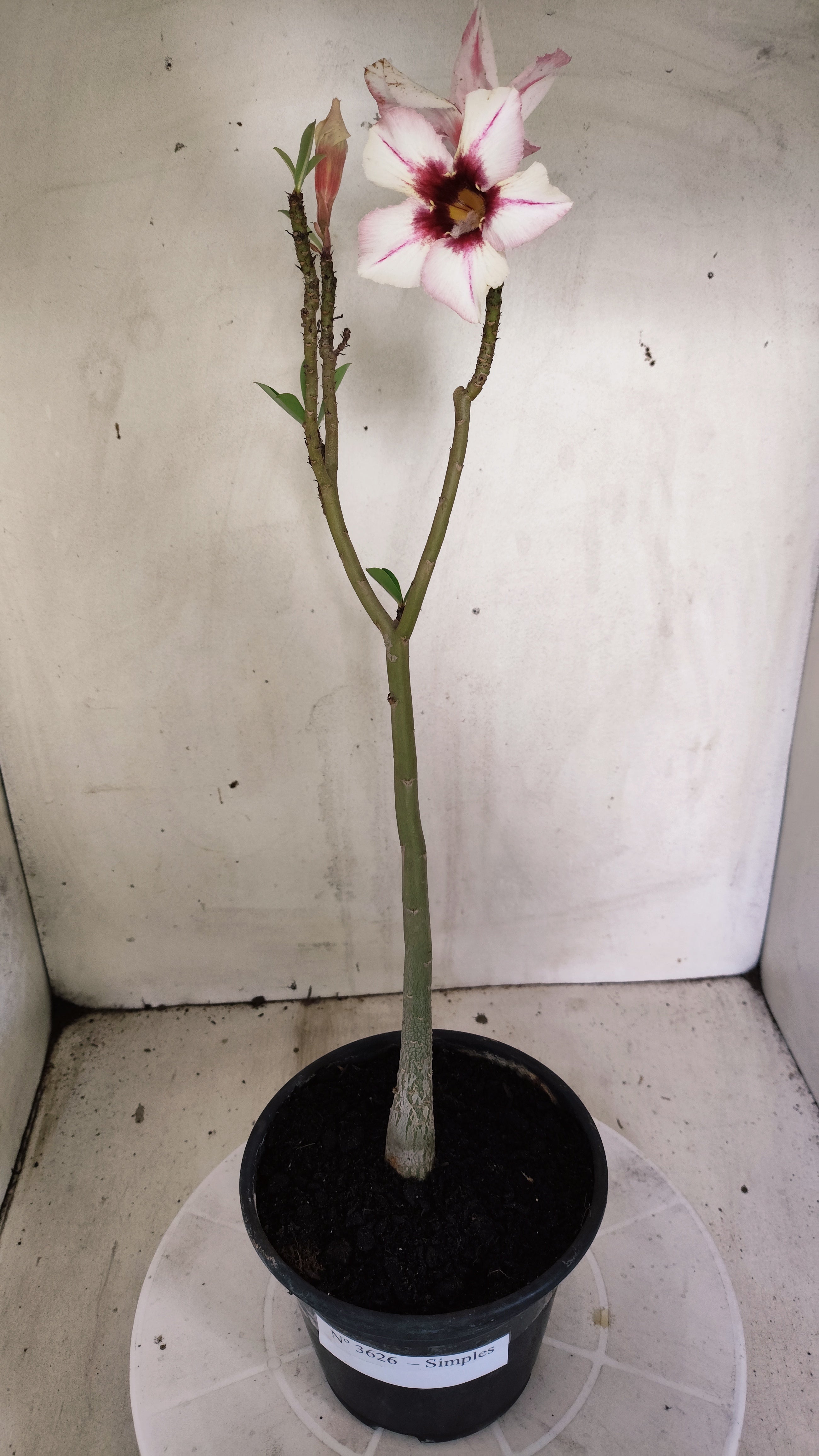 Planta Simples 3626 – 35cm – 02 anos - vaso 15