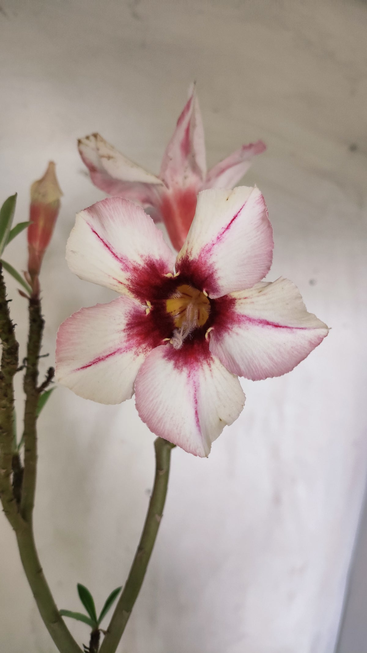 Planta Simples 3626 – 35cm – 02 anos - vaso 15
