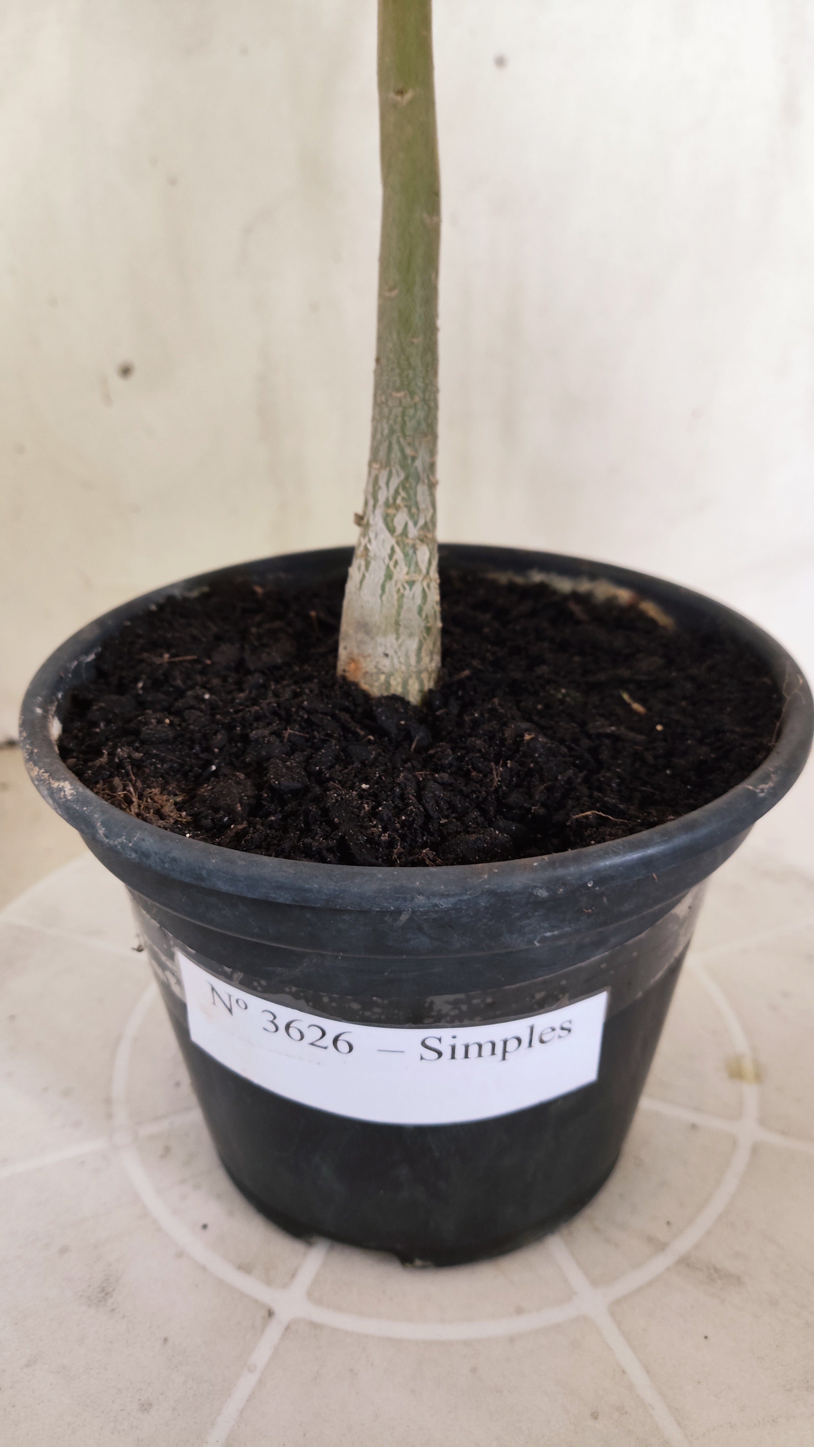 Planta Simples 3626 – 35cm – 02 anos - vaso 15