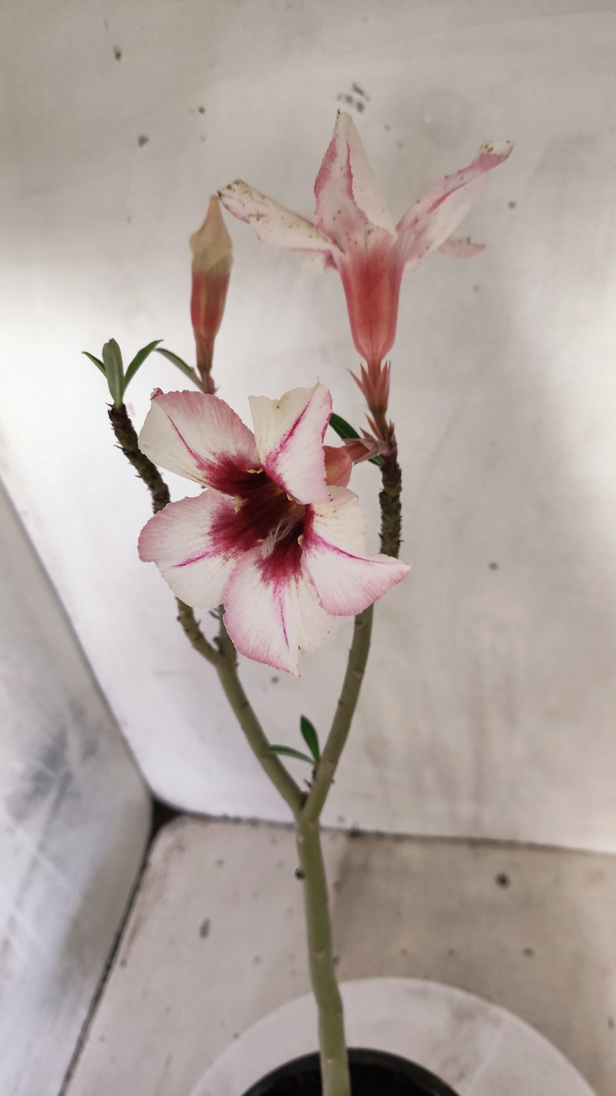 Planta Simples 3626 – 35cm – 02 anos - vaso 15