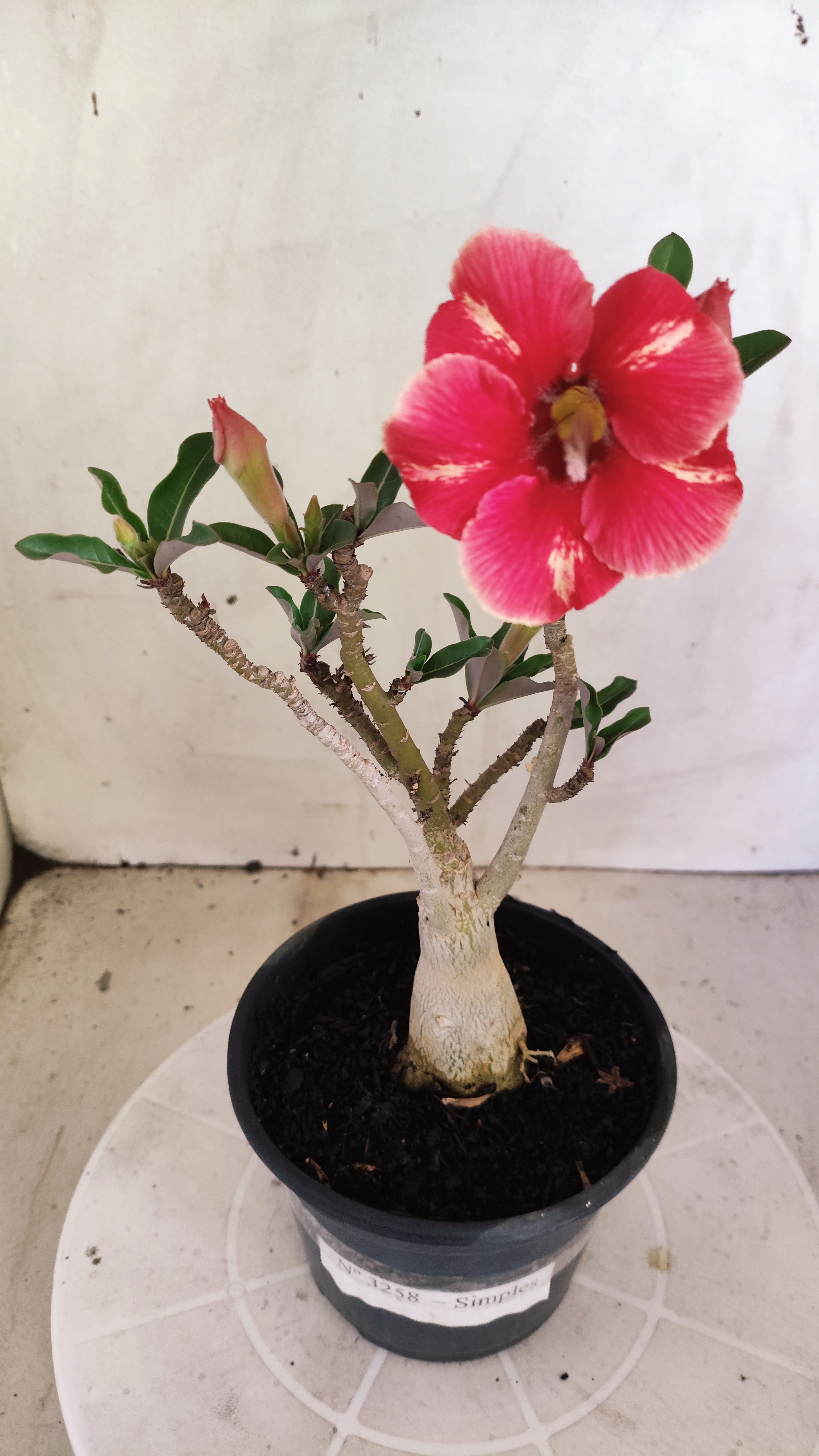 Planta Simples 3258 – 25cm – 01 ano