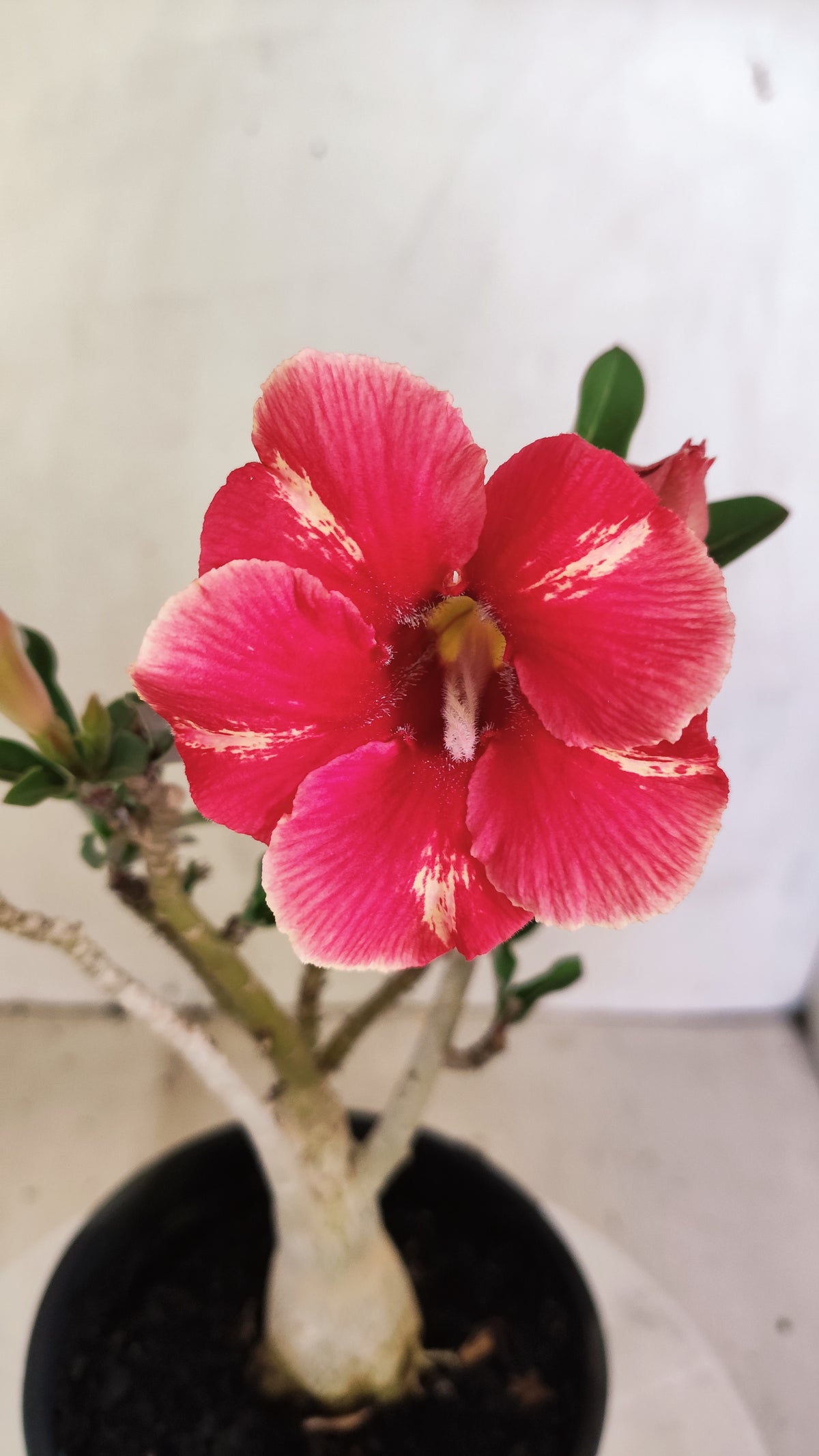 Planta Simples 3258 – 25cm – 01 ano