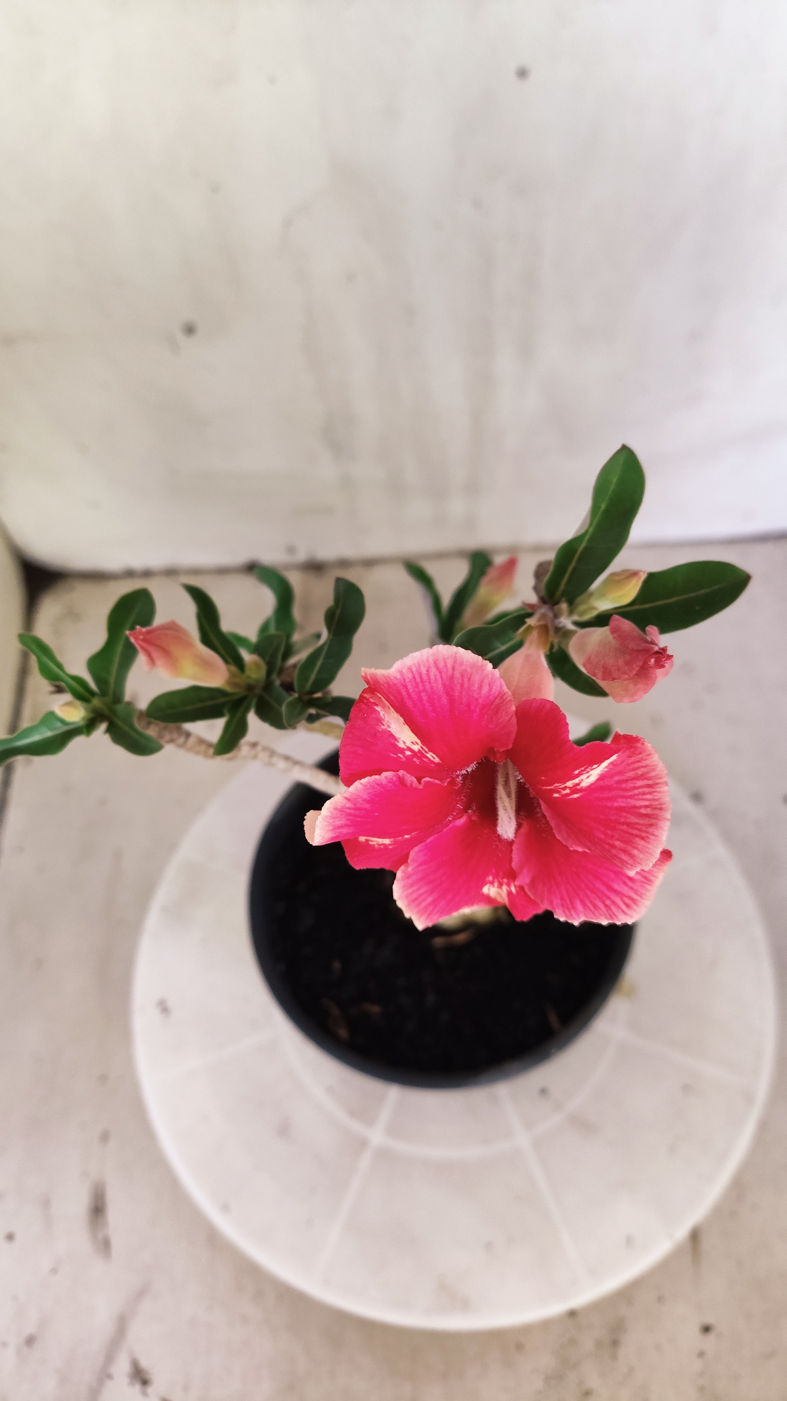 Planta Simples 3258 – 25cm – 01 ano