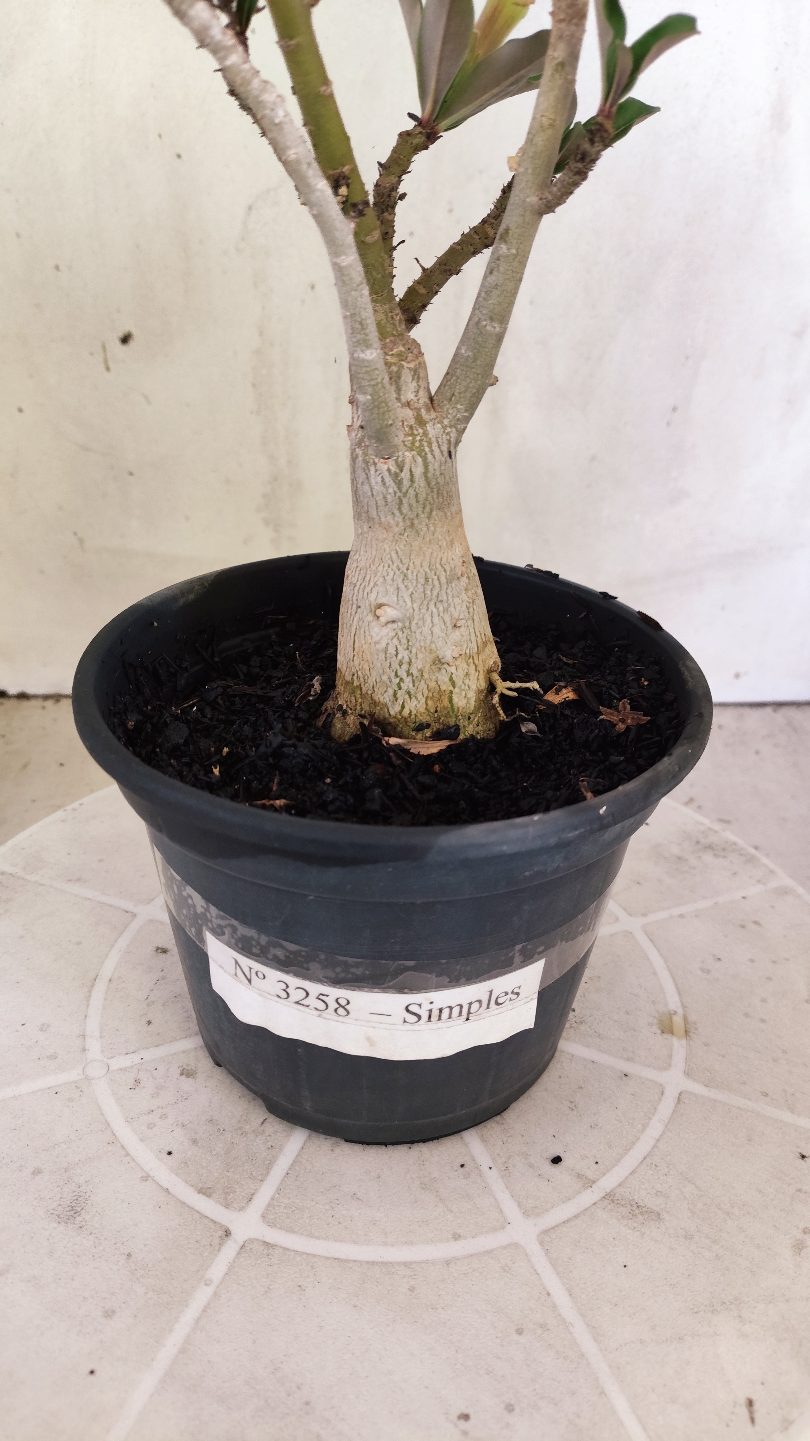 Planta Simples 3258 – 25cm – 01 ano