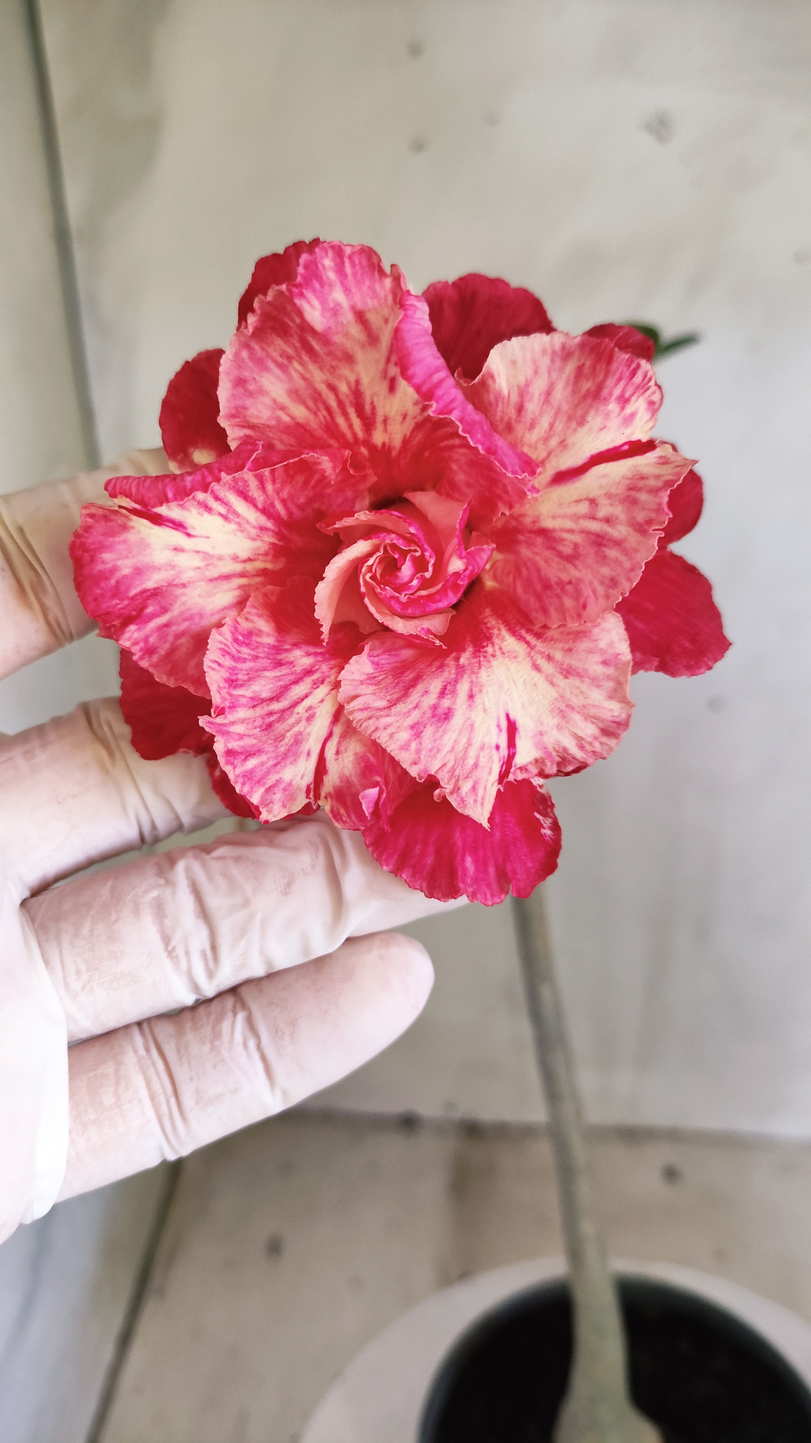 Planta Dobrada 4016 – 30cm – 03 anos - Vaso 15