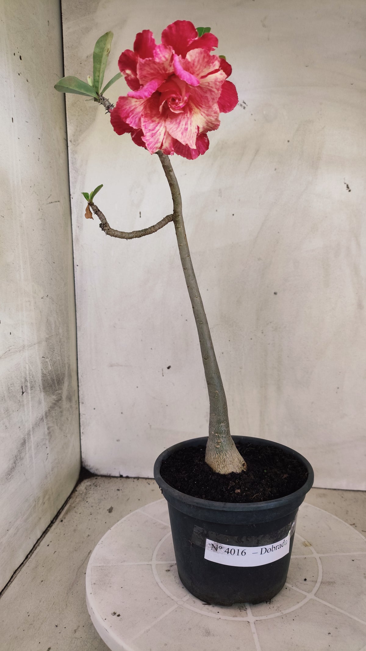 Planta Dobrada 4016 – 30cm – 03 anos - Vaso 15