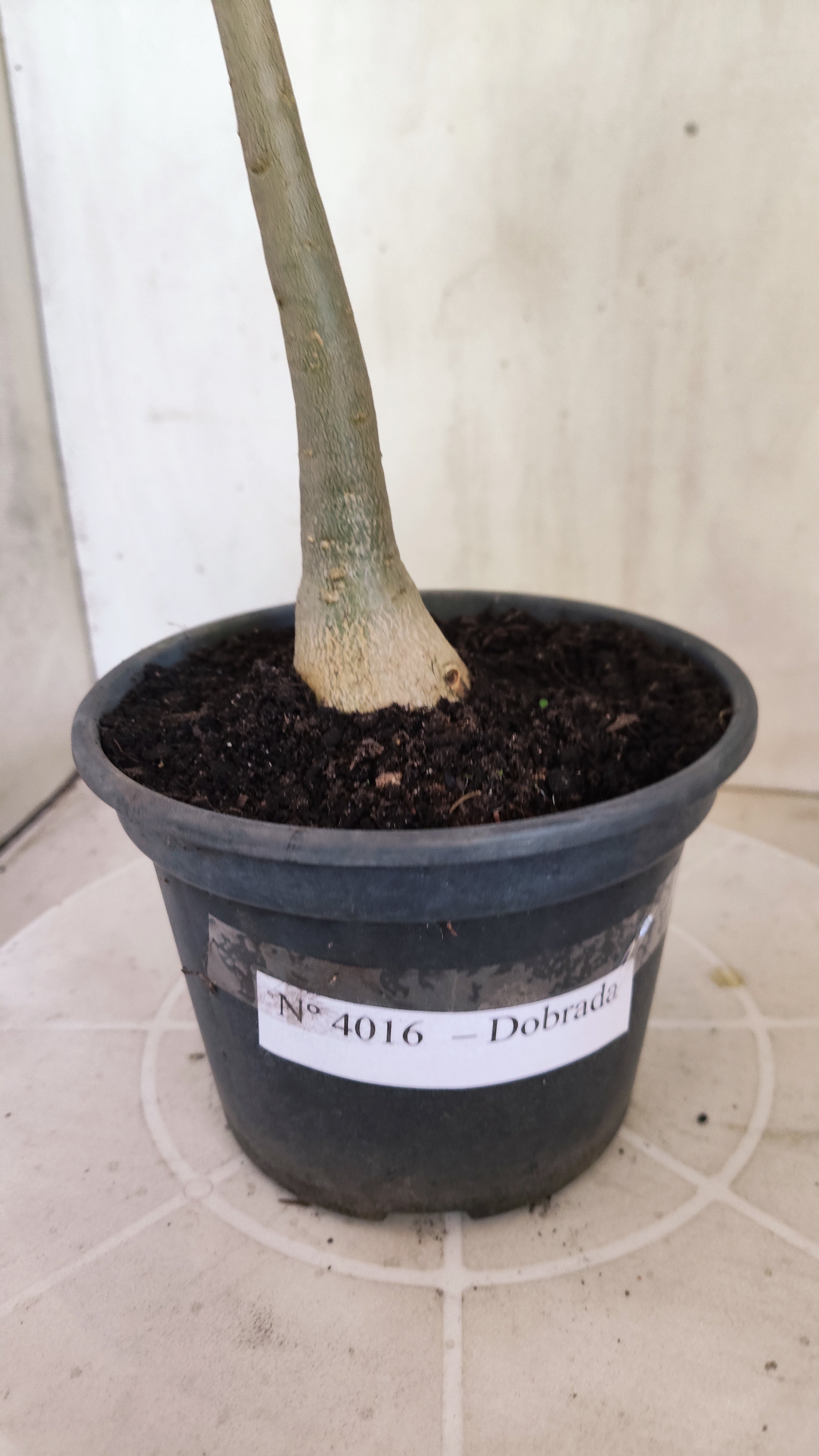 Planta Dobrada 4016 – 30cm – 03 anos - Vaso 15