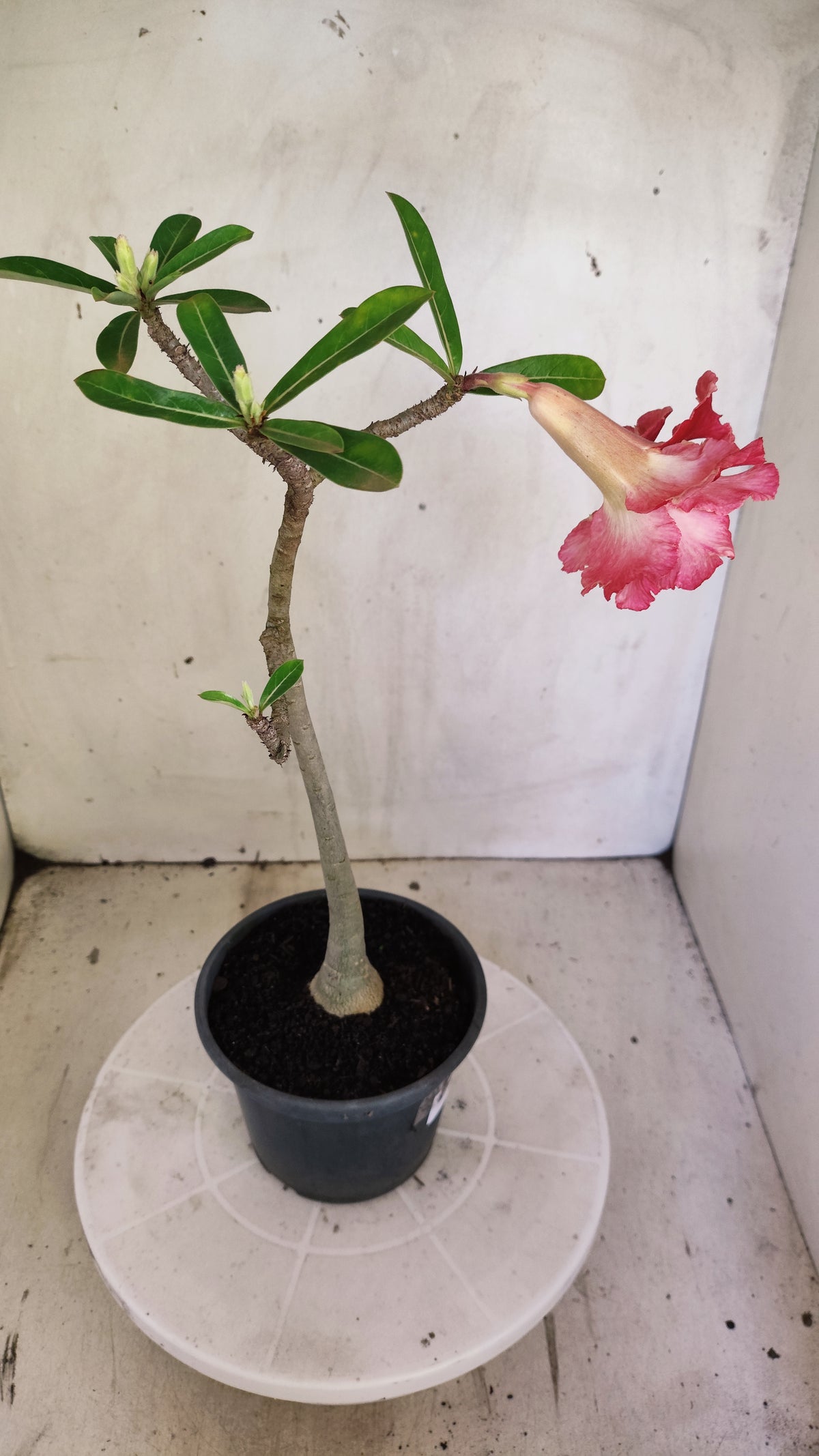 Planta Dobrada 4016 – 30cm – 03 anos - Vaso 15