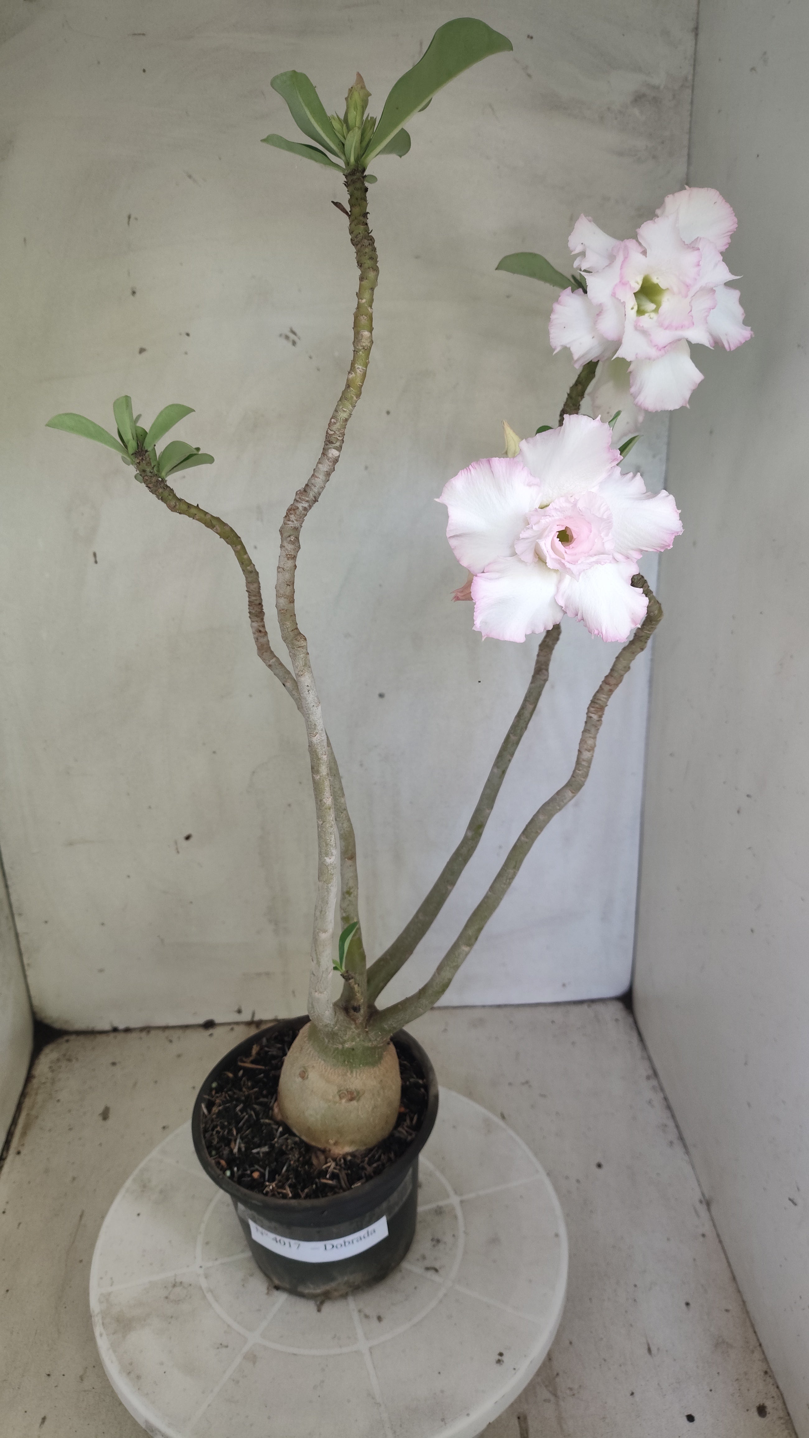 Planta Dobrada 4017 – 40cm – 03 anos - Vaso 15