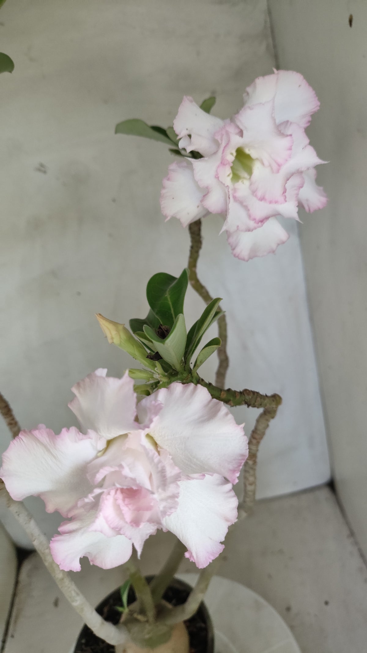 Planta Dobrada 4017 – 40cm – 03 anos - Vaso 15