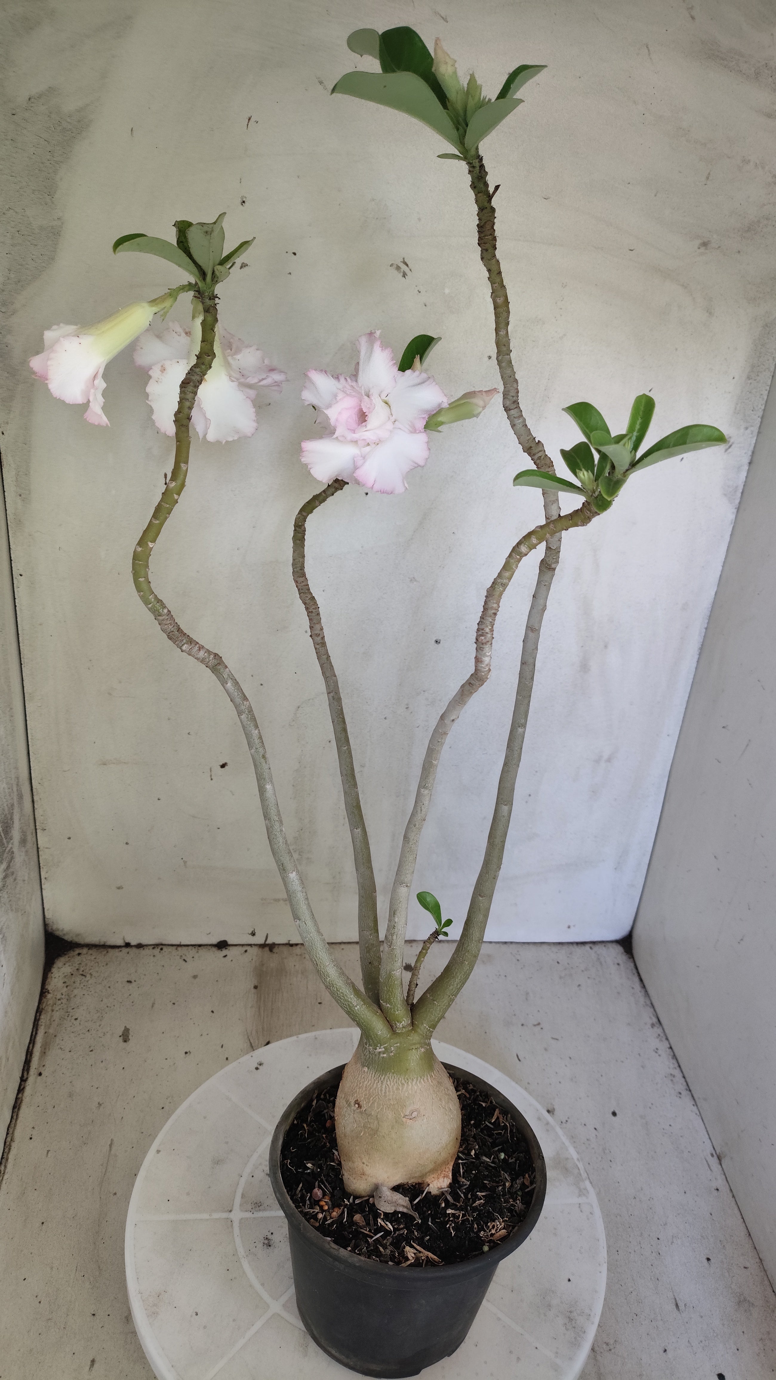 Planta Dobrada 4017 – 40cm – 03 anos - Vaso 15