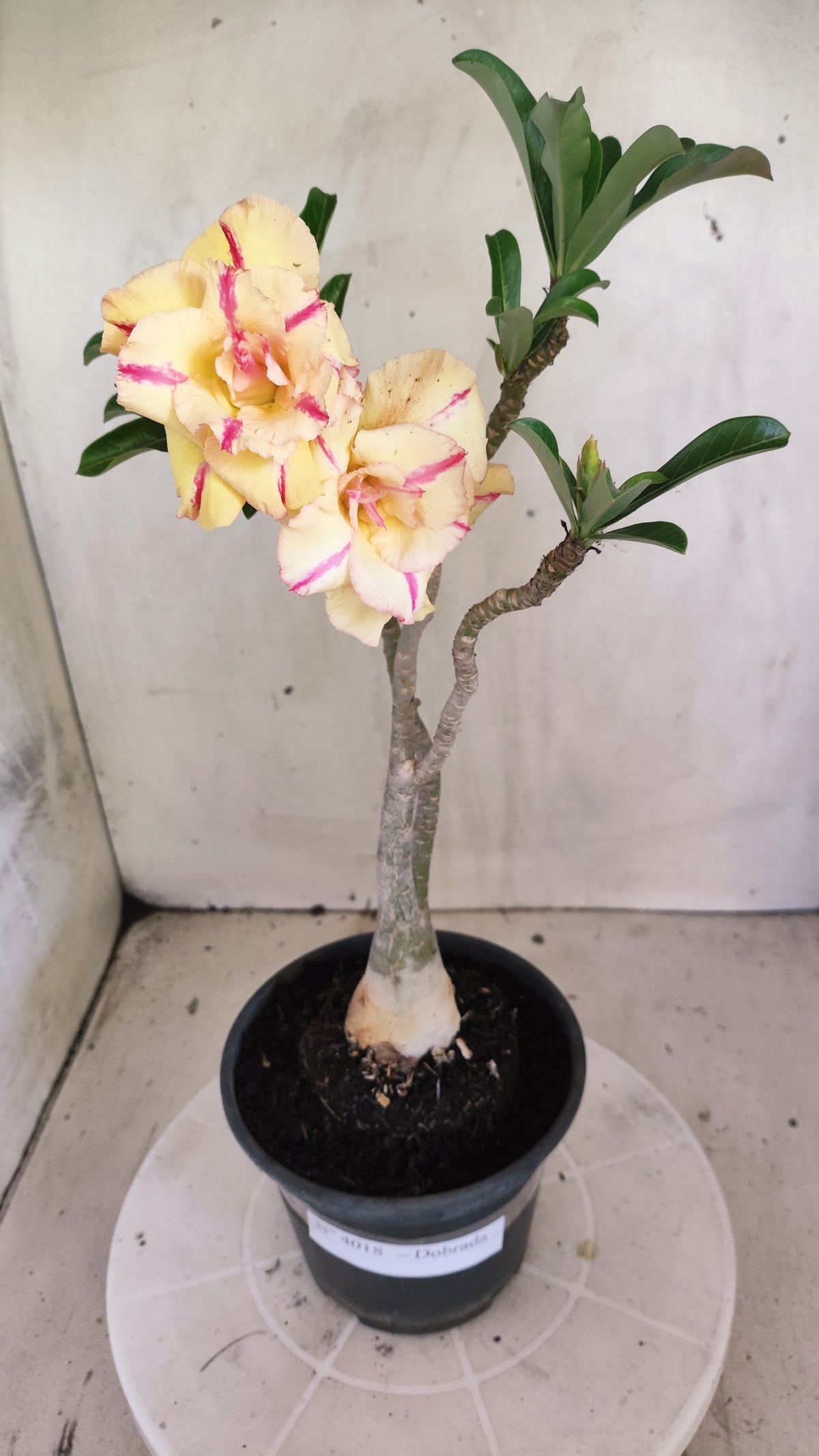 Planta Dobrada 4018 – 30cm – 02 anos - Vaso 15