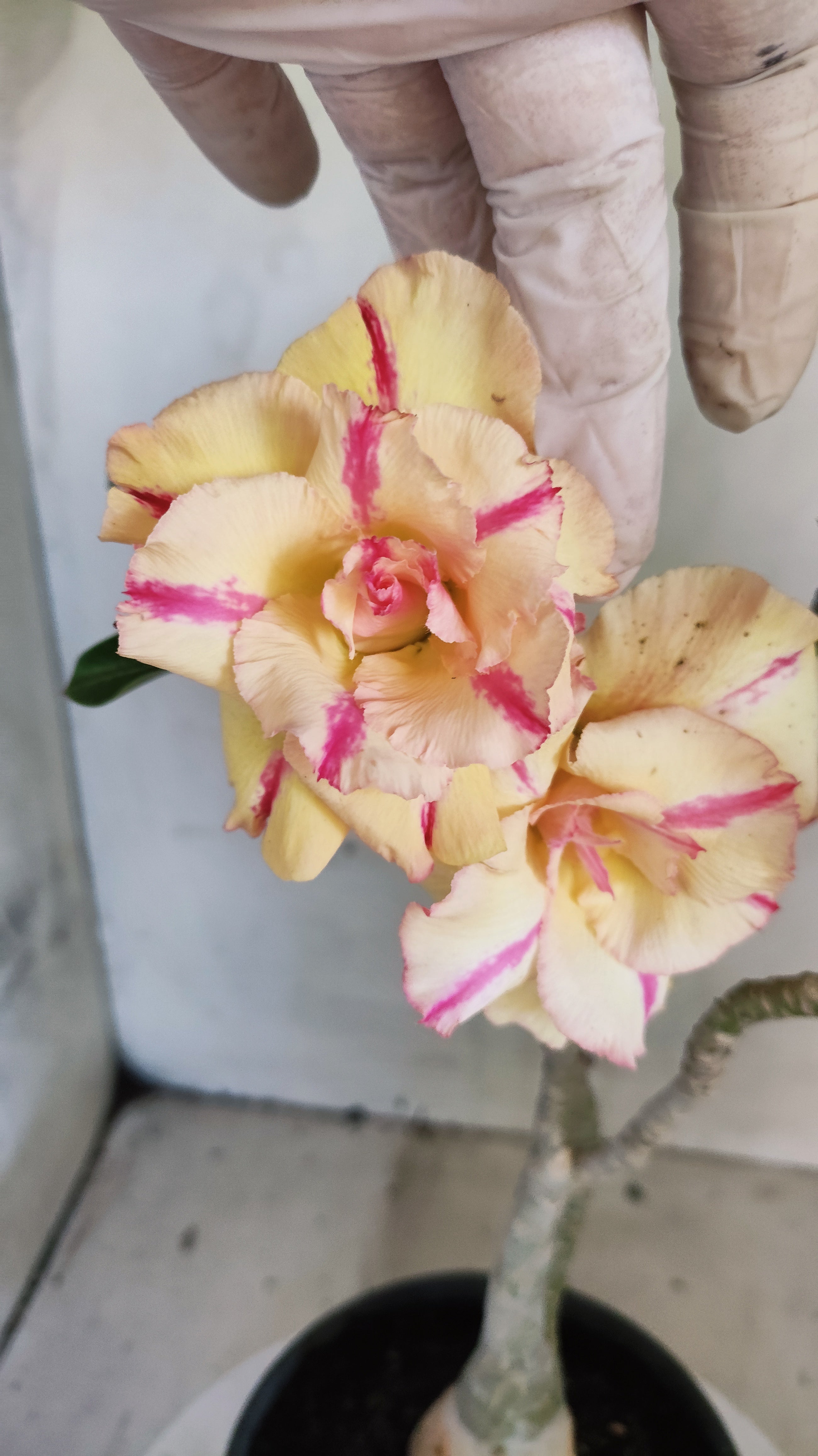 Planta Dobrada 4018 – 30cm – 02 anos - Vaso 15