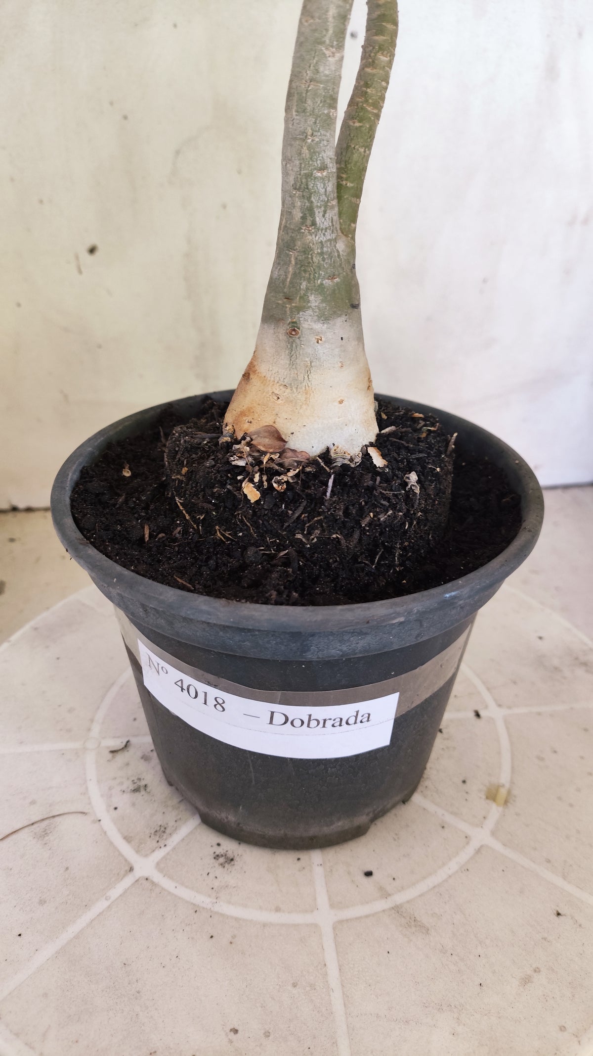 Planta Dobrada 4018 – 30cm – 02 anos - Vaso 15