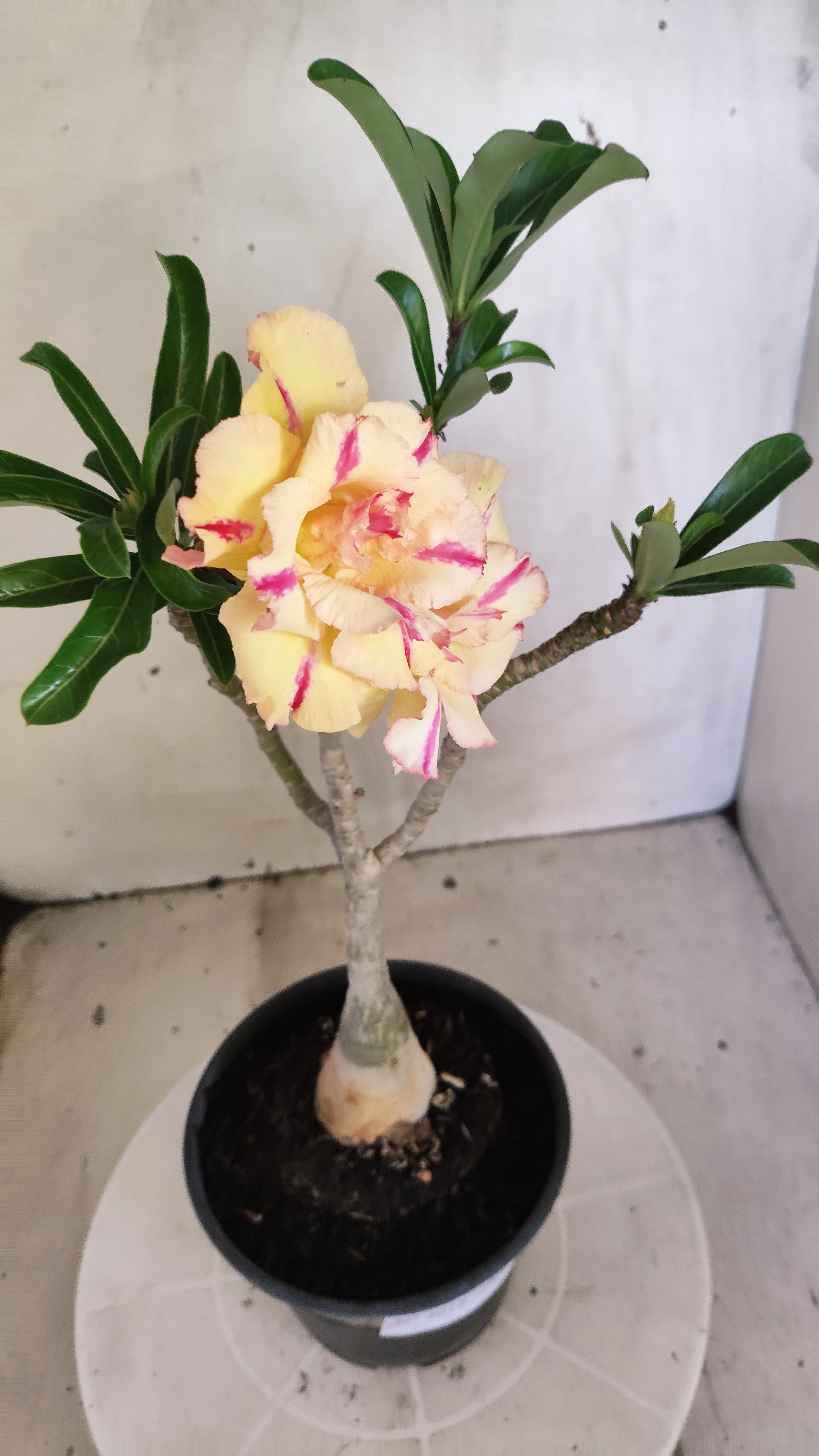 Planta Dobrada 4018 – 30cm – 02 anos - Vaso 15
