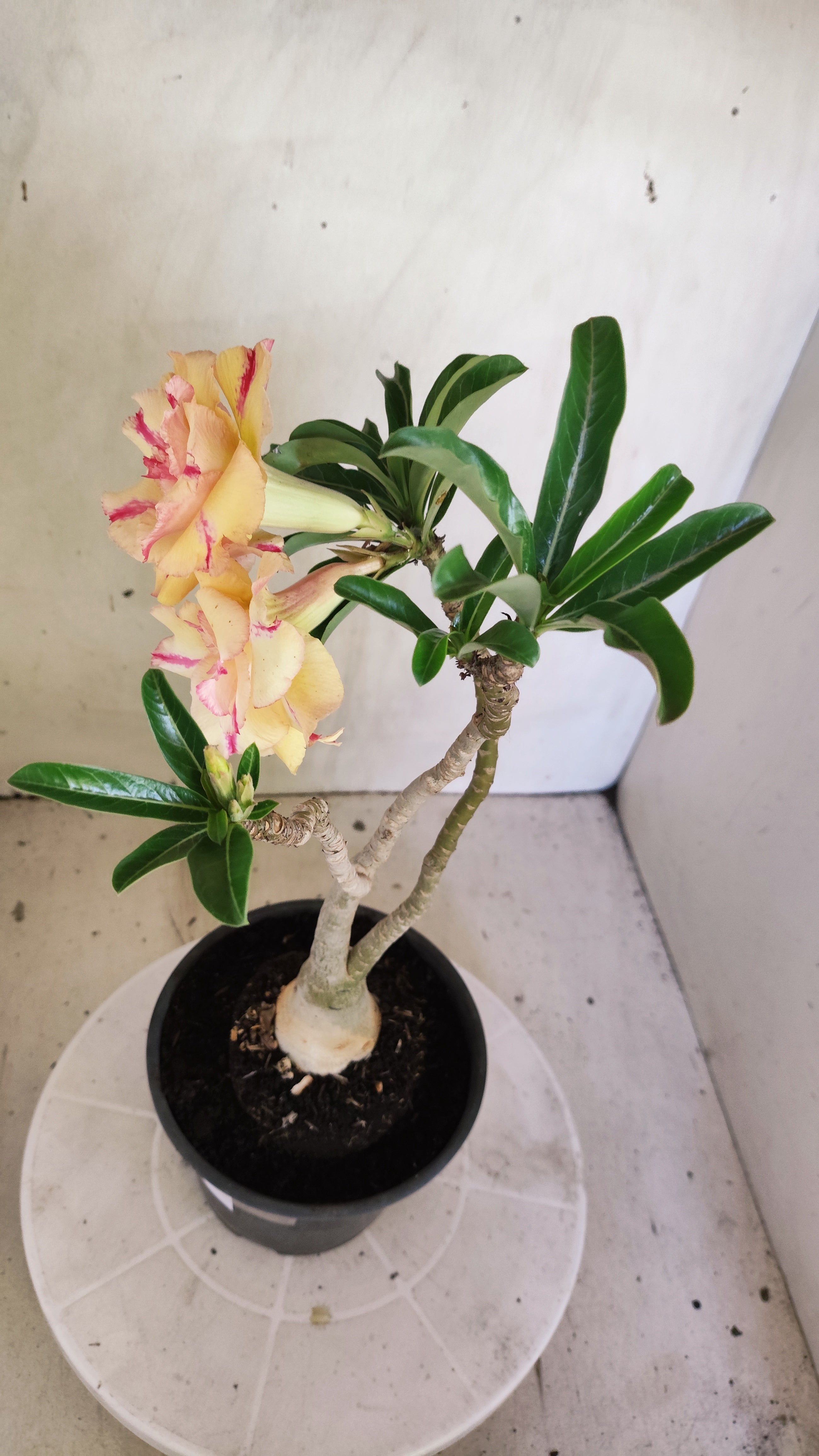 Planta Dobrada 4018 – 30cm – 02 anos - Vaso 15